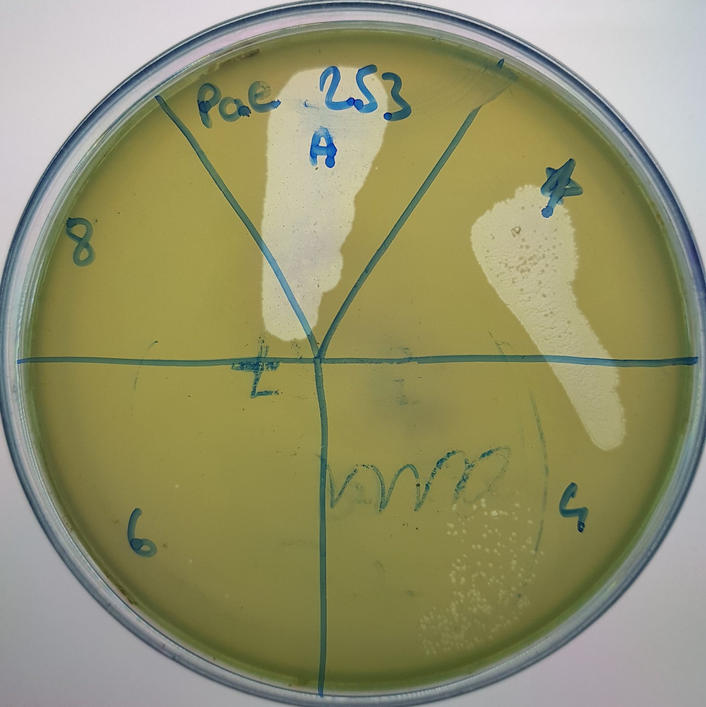 Pseudomonas aeruginosa bacteriophage 130253A