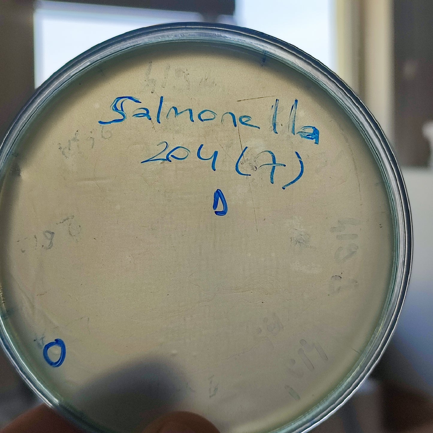 Salmonella bacteriophage 200204D