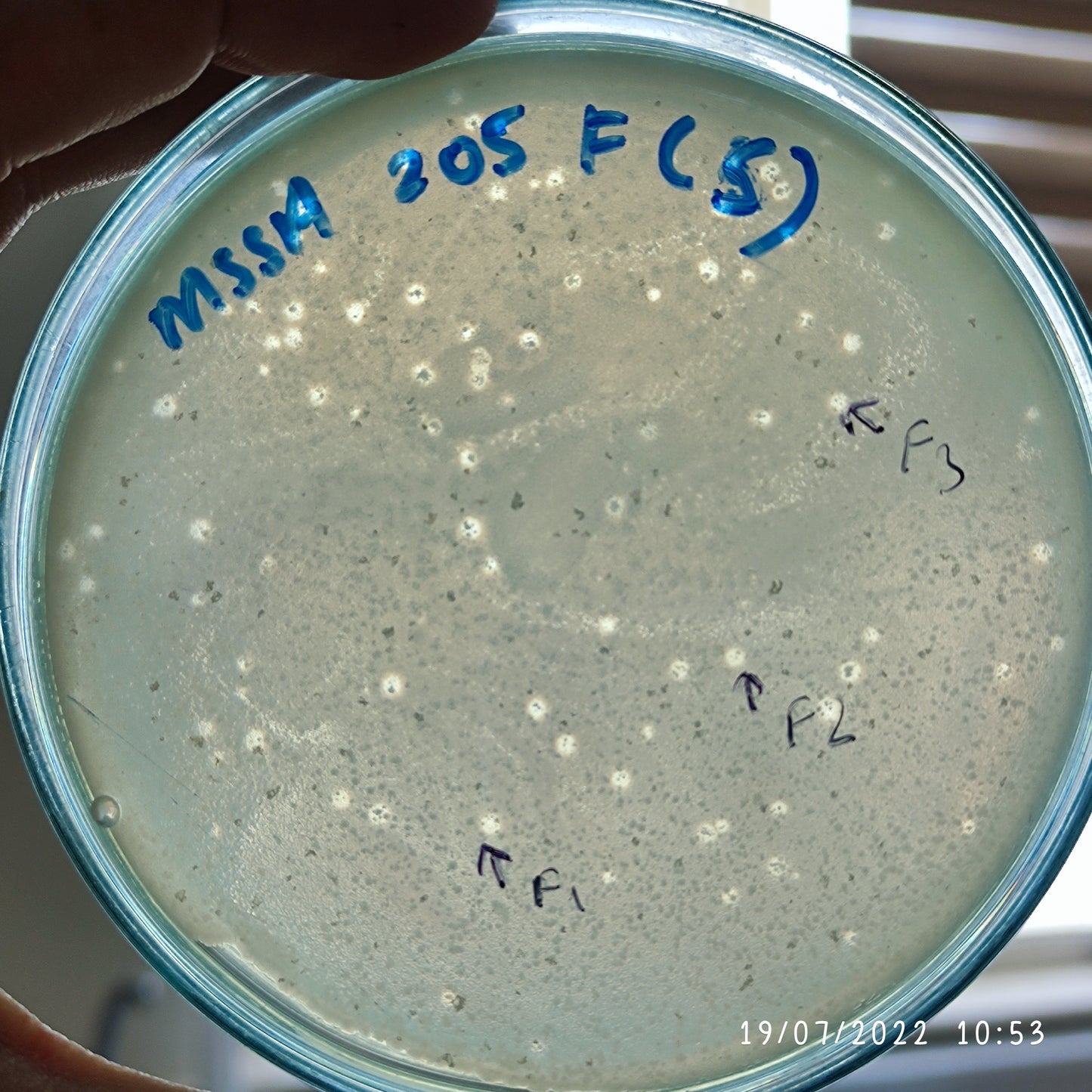 Staphylococcus aureus bacteriophage 152205F