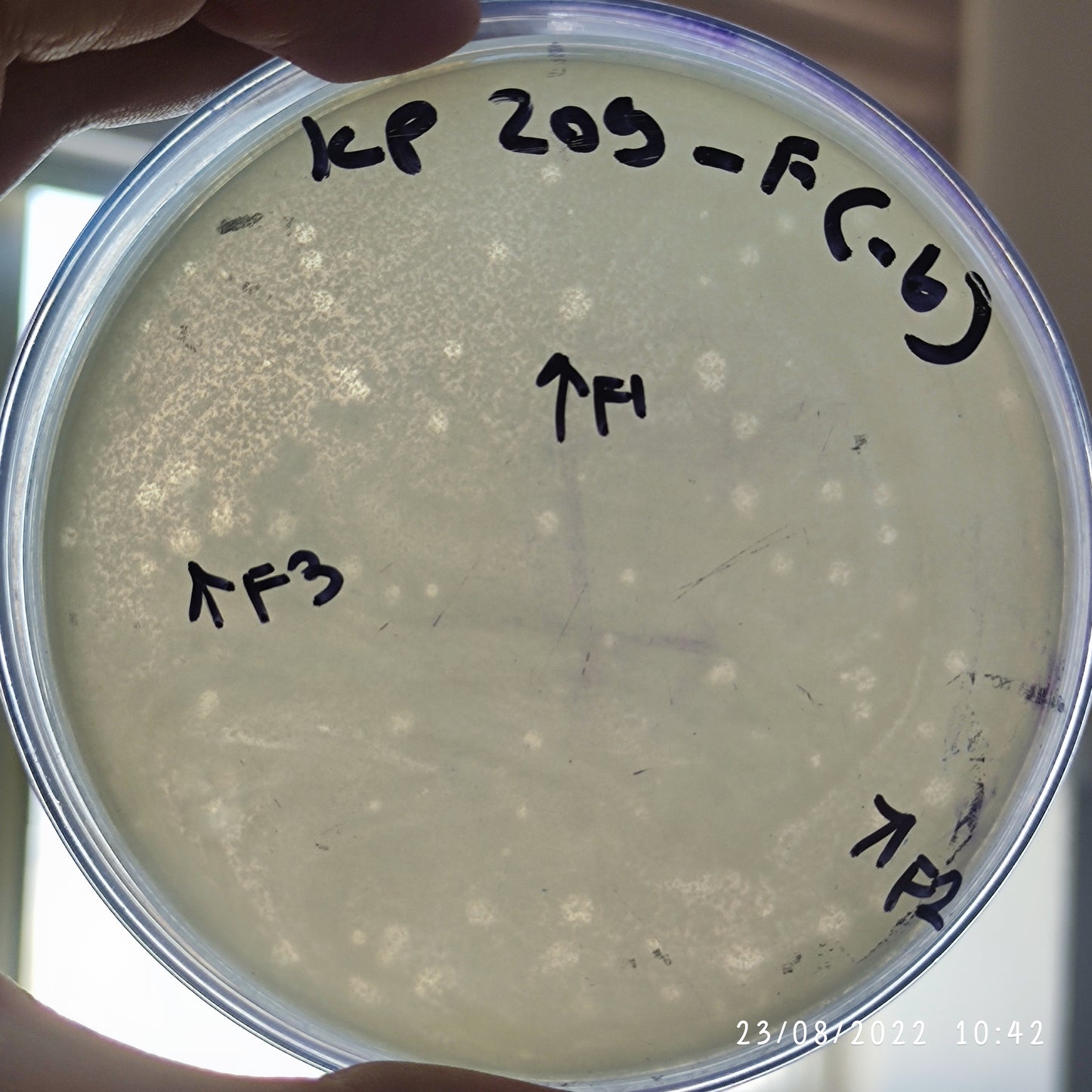Klebsiella pneumoniae bacteriophage 180209F