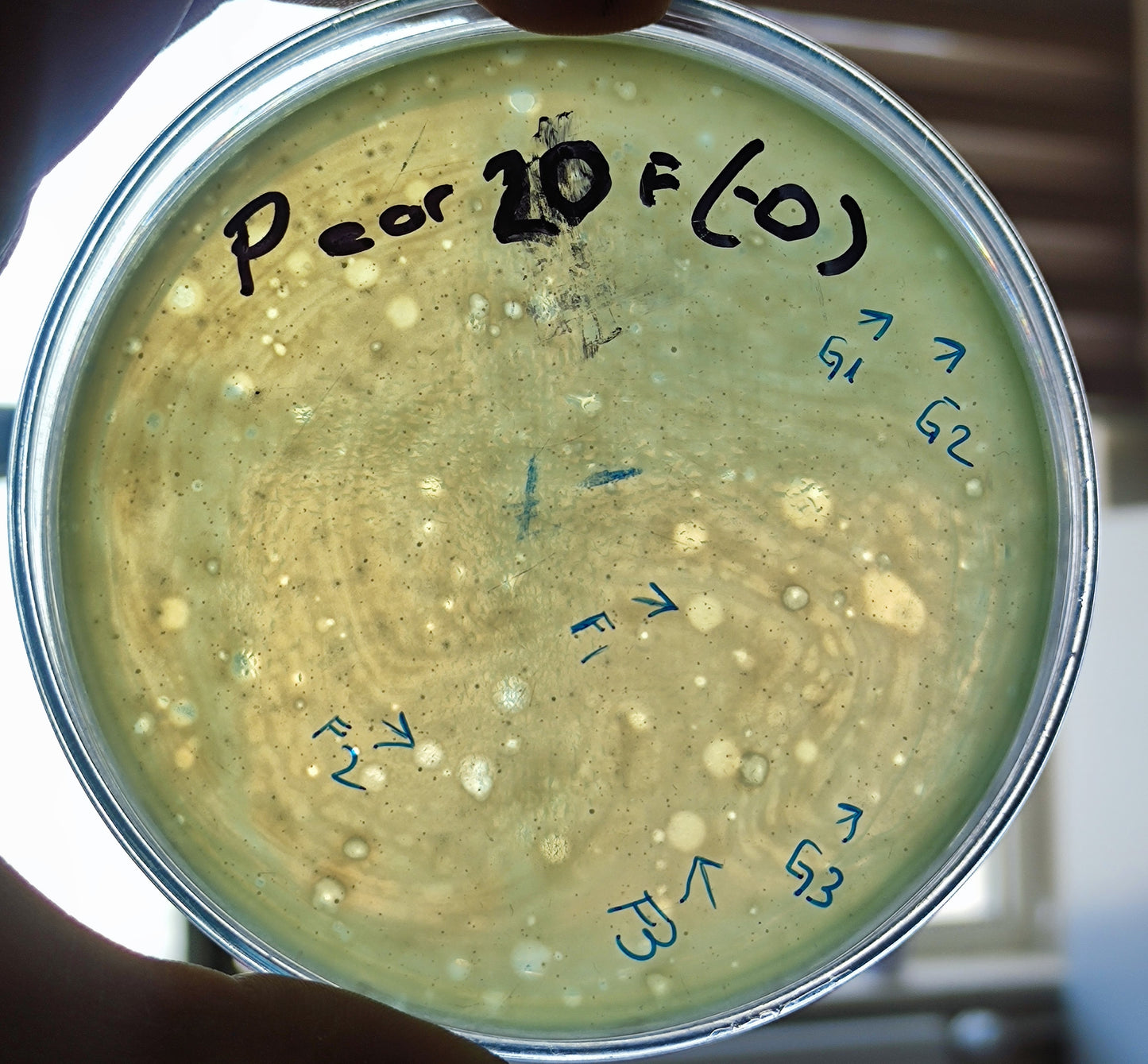 Pseudomonas aeruginosa bacteriophage 130020G