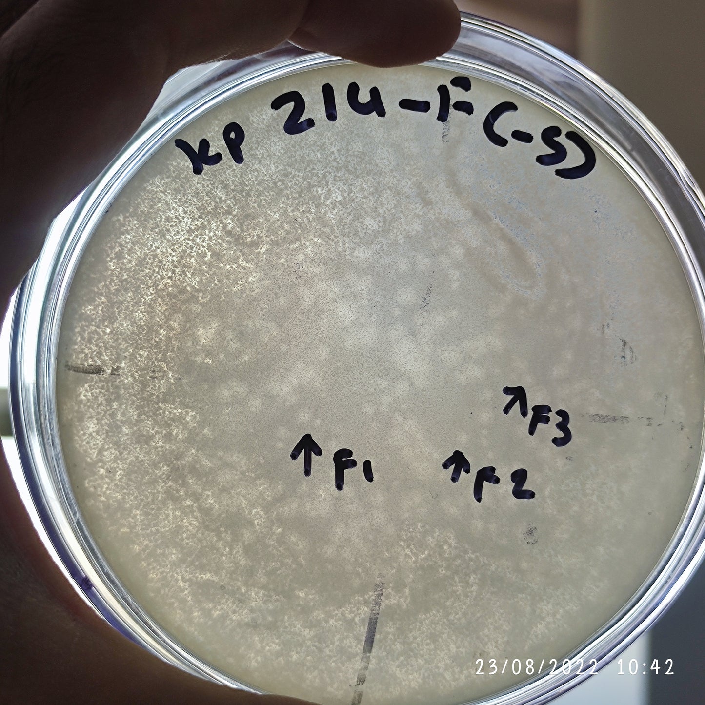 Klebsiella pneumoniae bacteriophage 180214F