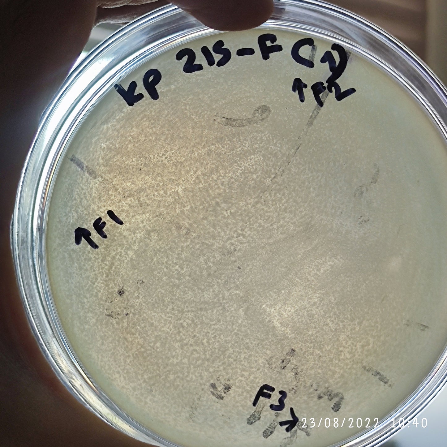 Klebsiella pneumoniae bacteriophage 180215F