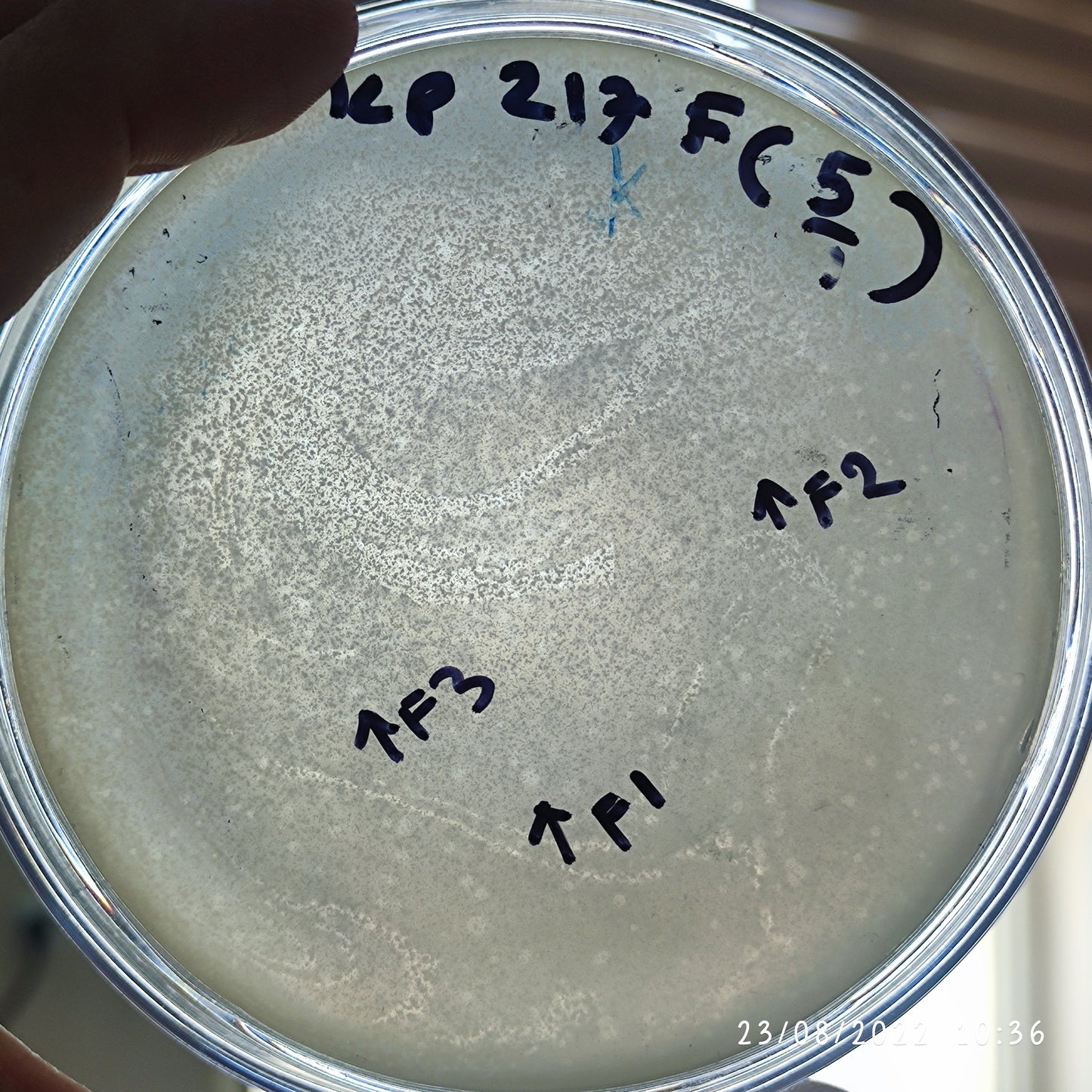 Klebsiella pneumoniae bacteriophage 180217F