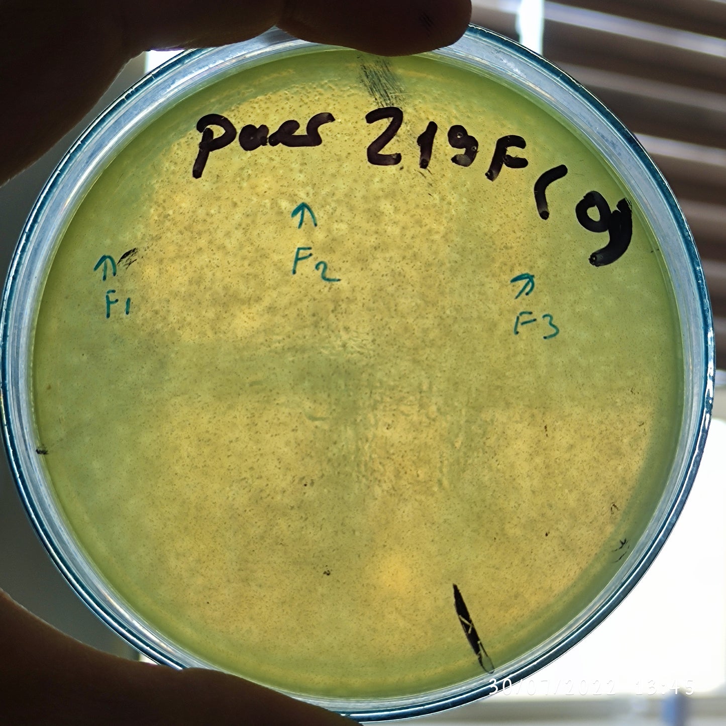 Pseudomonas aeruginosa bacteriophage 130219F