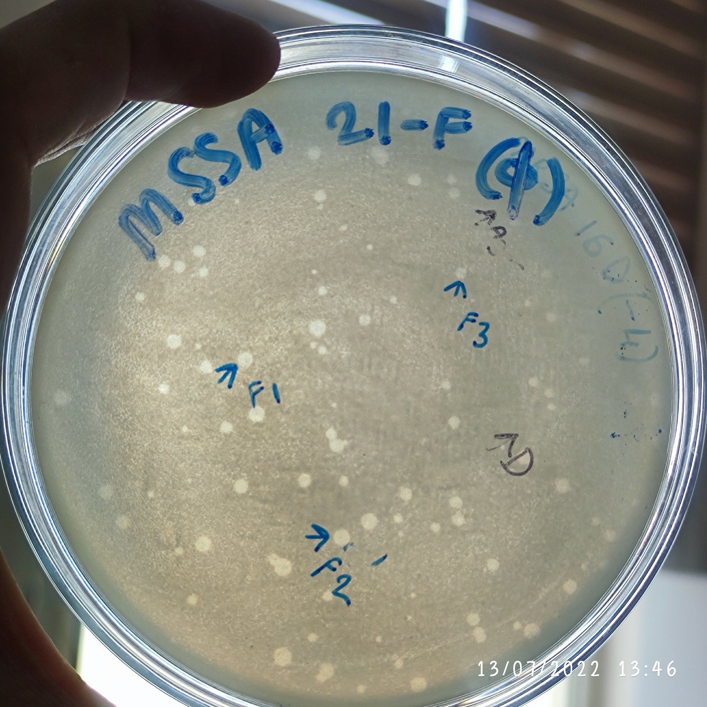 Staphylococcus aureus bacteriophage 152021F