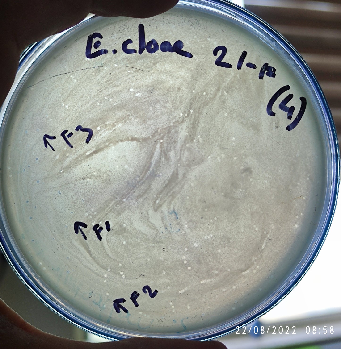 Enterobacter cloacae bacteriophage 200021F