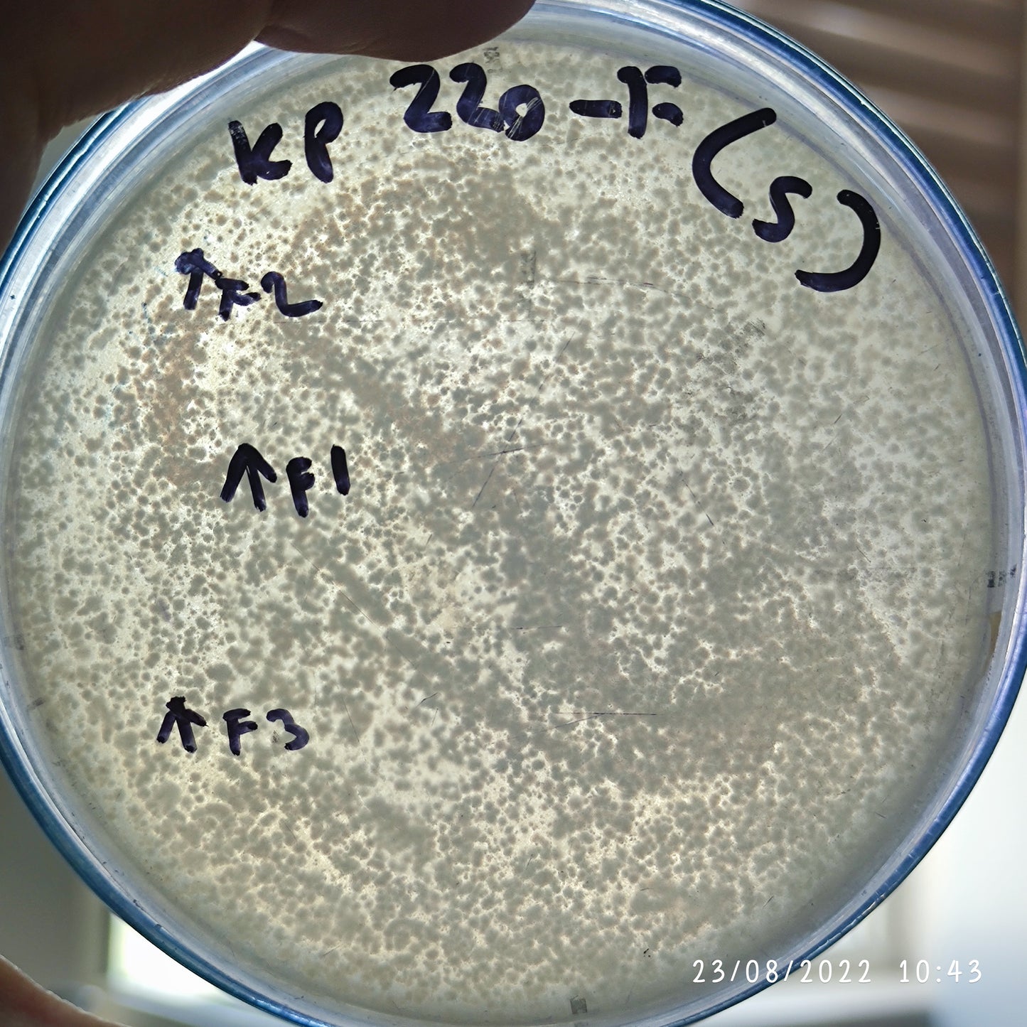Klebsiella pneumoniae bacteriophage 180220F