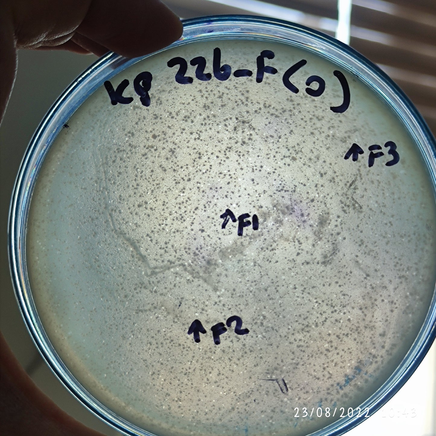 Klebsiella pneumoniae bacteriophage 180226F