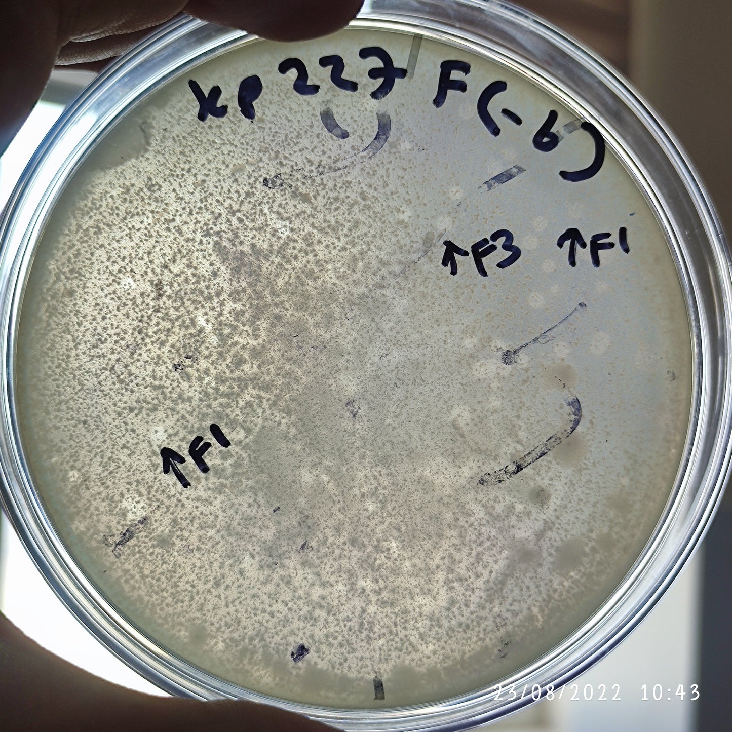 Klebsiella pneumoniae bacteriophage 180227F