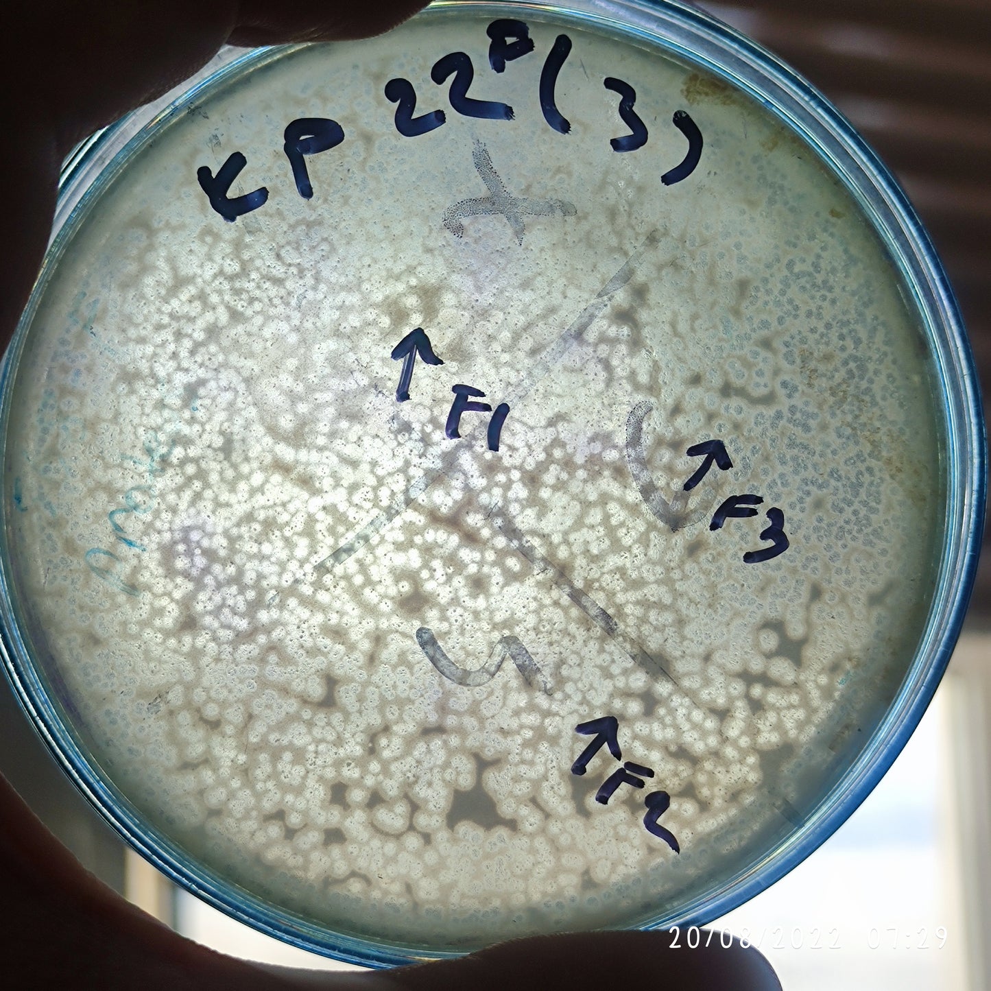 Klebsiella pneumoniae bacteriophage 180022F