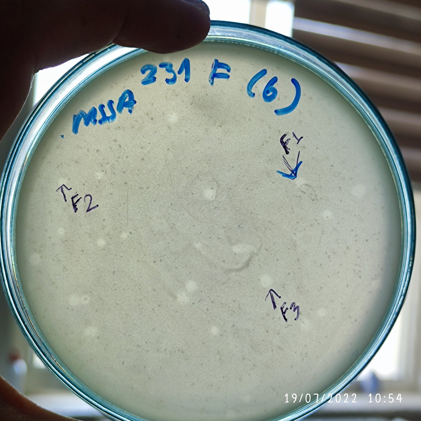 Staphylococcus aureus bacteriophage 152231F