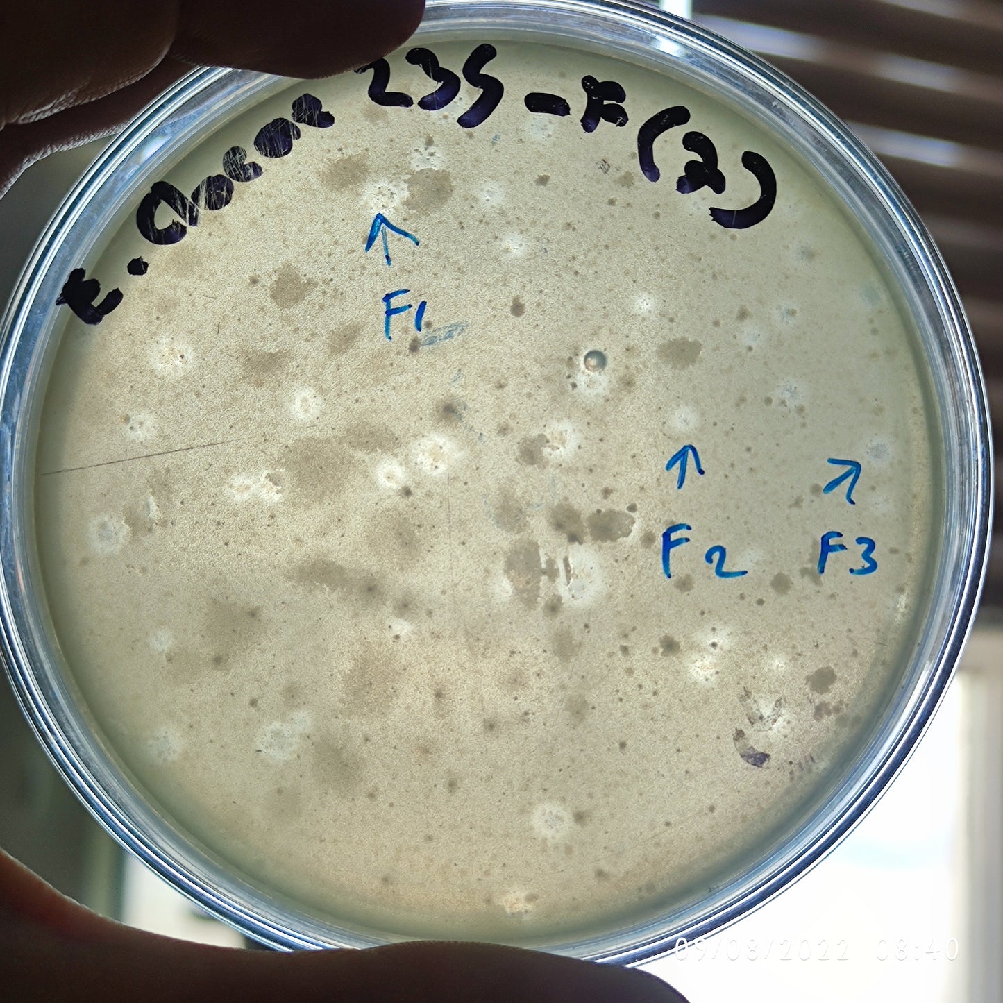 Enterobacter cloacae bacteriophage 200235F