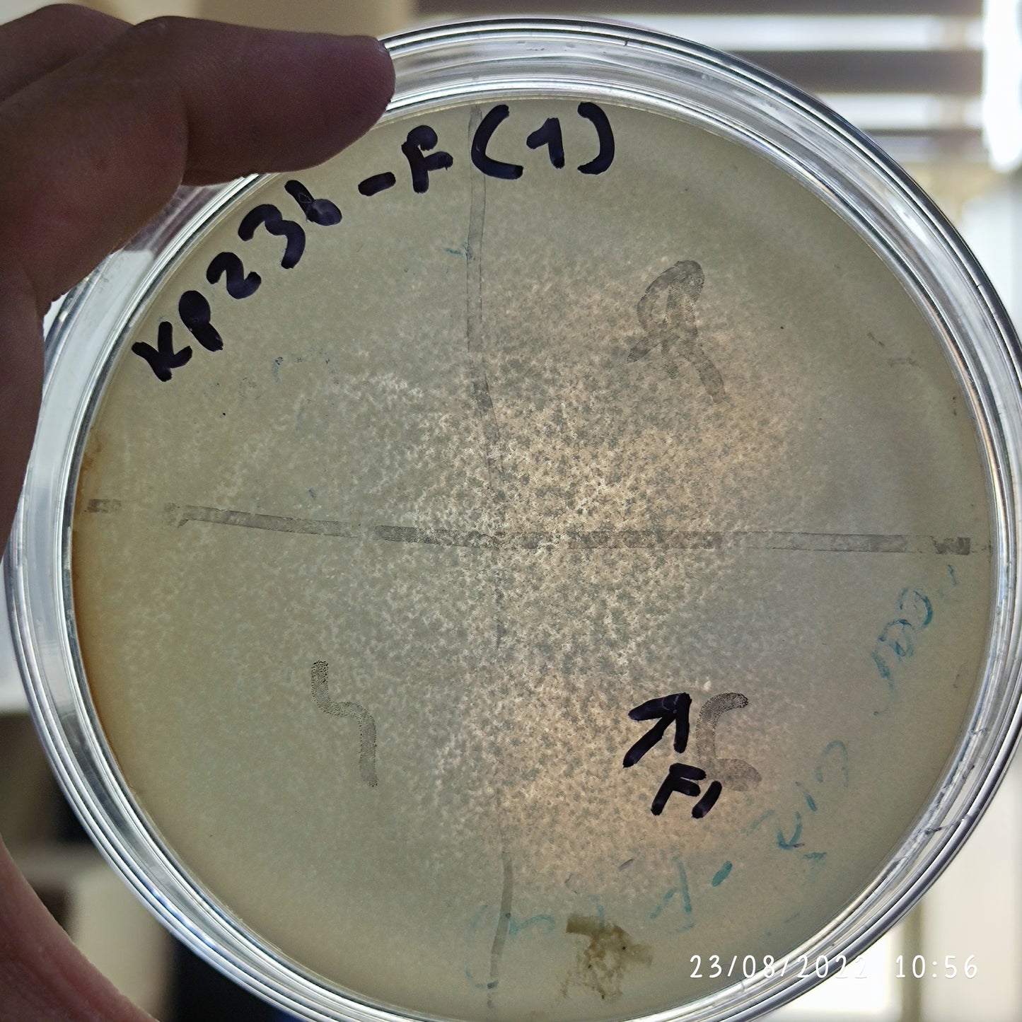 Klebsiella pneumoniae bacteriophage 180236F
