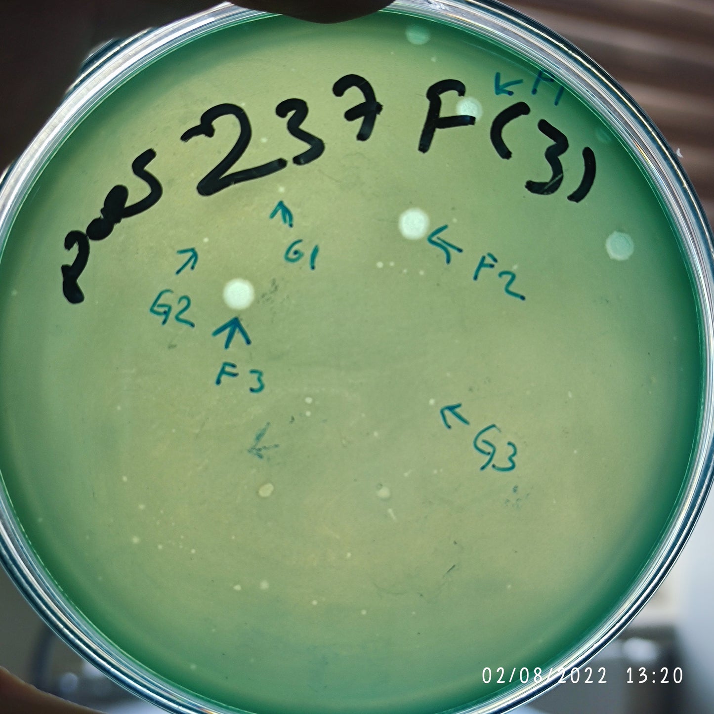 Pseudomonas aeruginosa bacteriophage 130237G