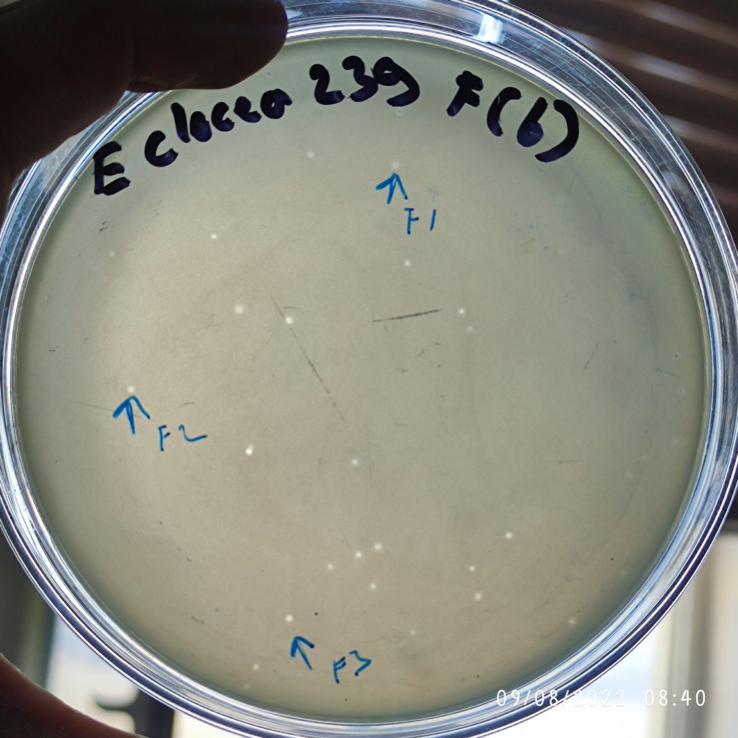 Enterobacter cloacae bacteriophage 200239F