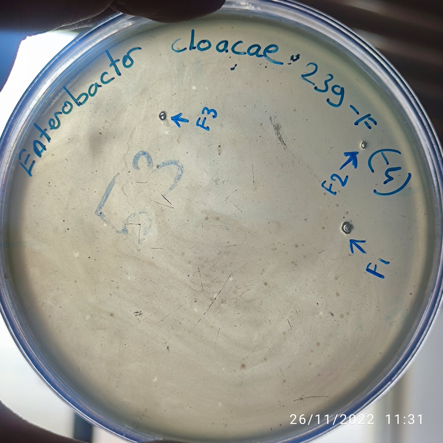 Enterobacter cloacae bacteriophage 200239F