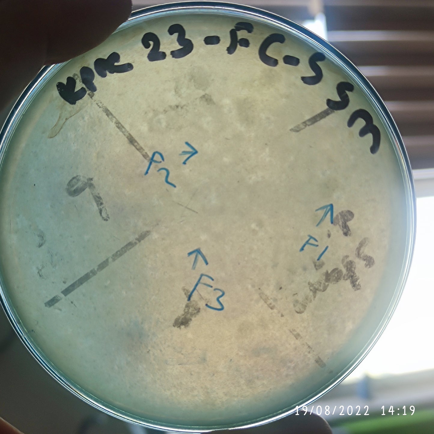 Klebsiella pneumoniae bacteriophage 180023F