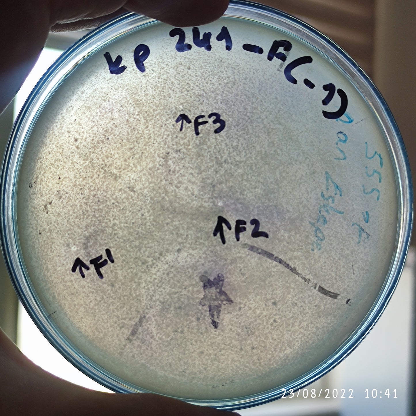Klebsiella pneumoniae bacteriophage 180241F