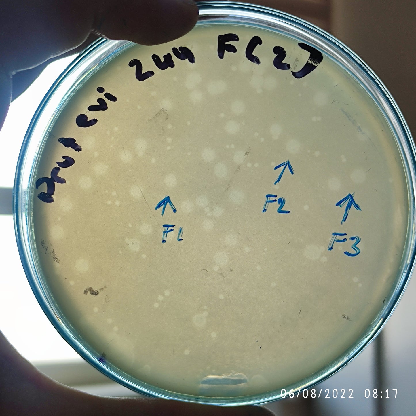 Proteus mirabilis bacteriophage 200244F