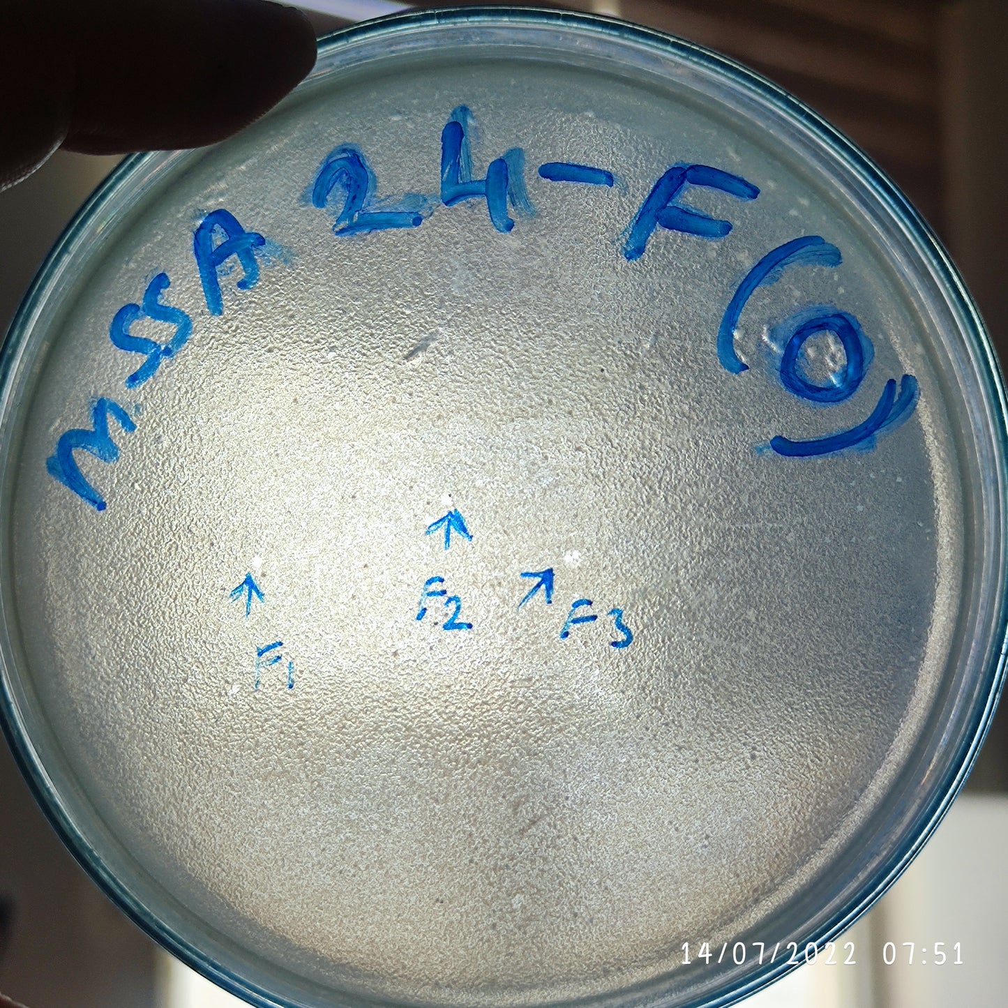 Staphylococcus aureus bacteriophage 152024F