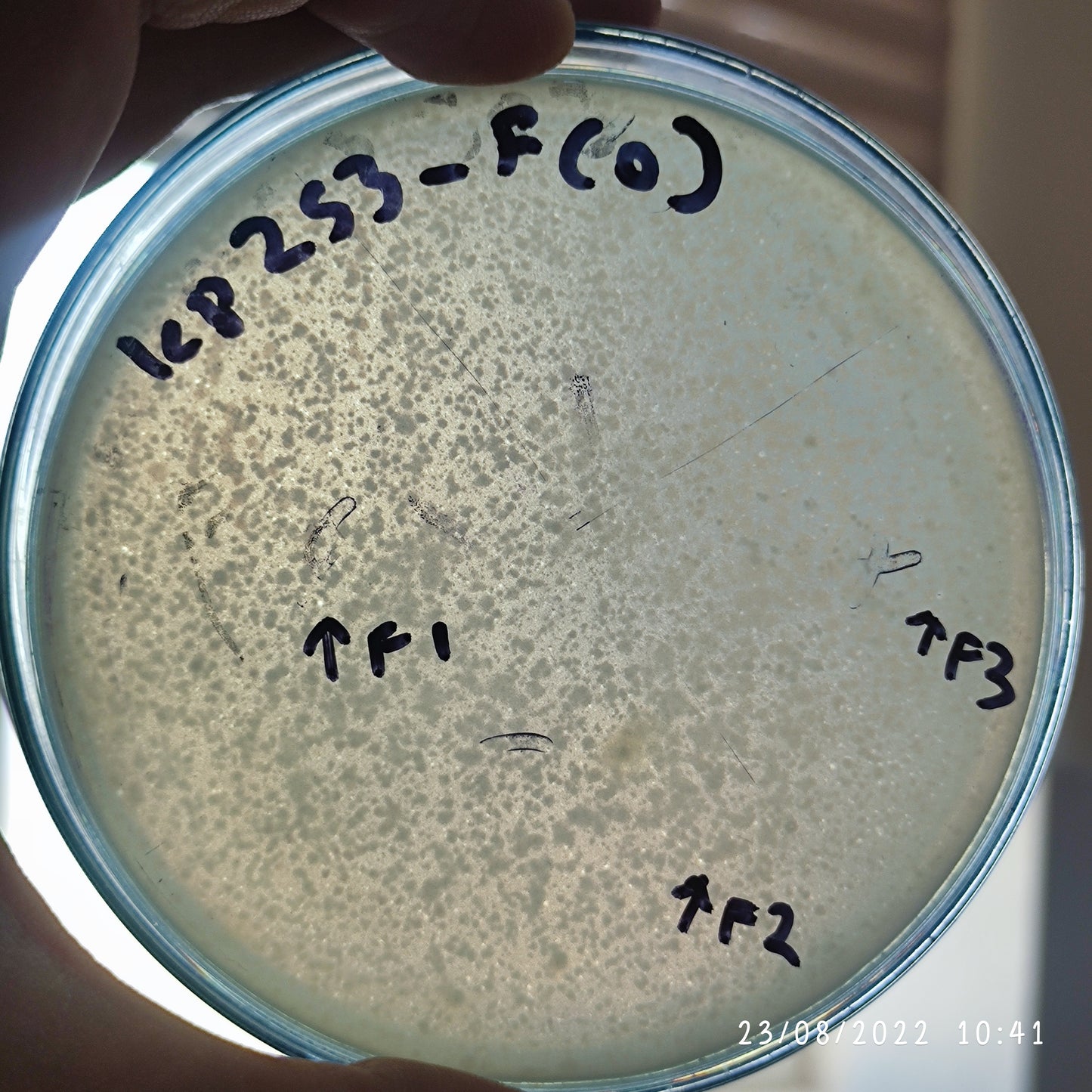 Klebsiella pneumoniae bacteriophage 180253F