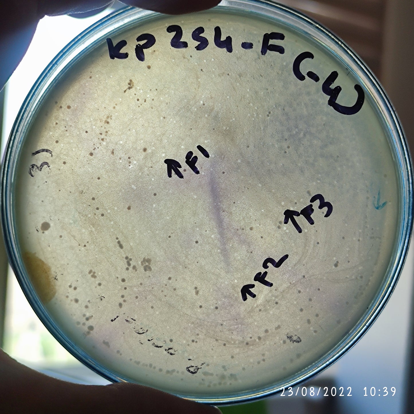 Klebsiella pneumoniae bacteriophage 180254F