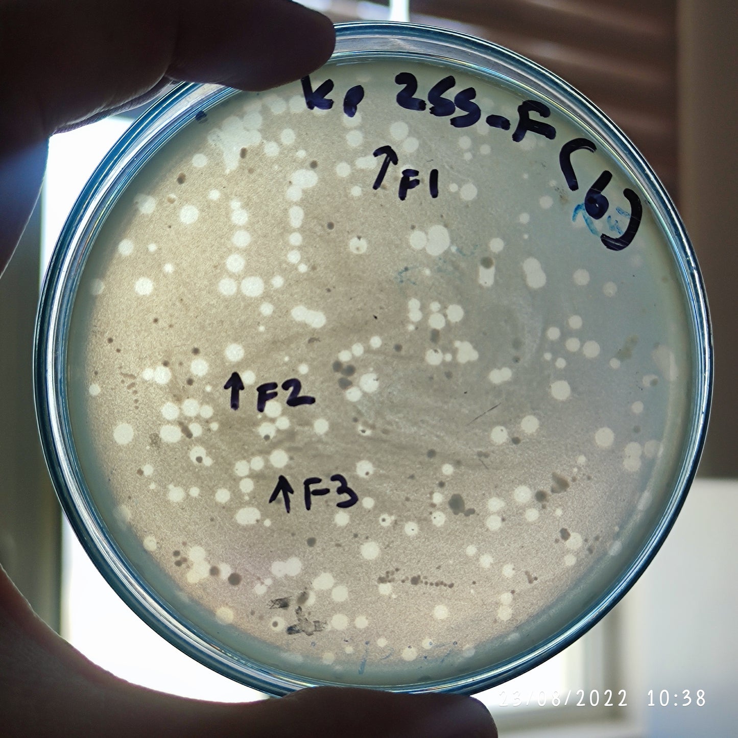 Klebsiella pneumoniae bacteriophage 180255F