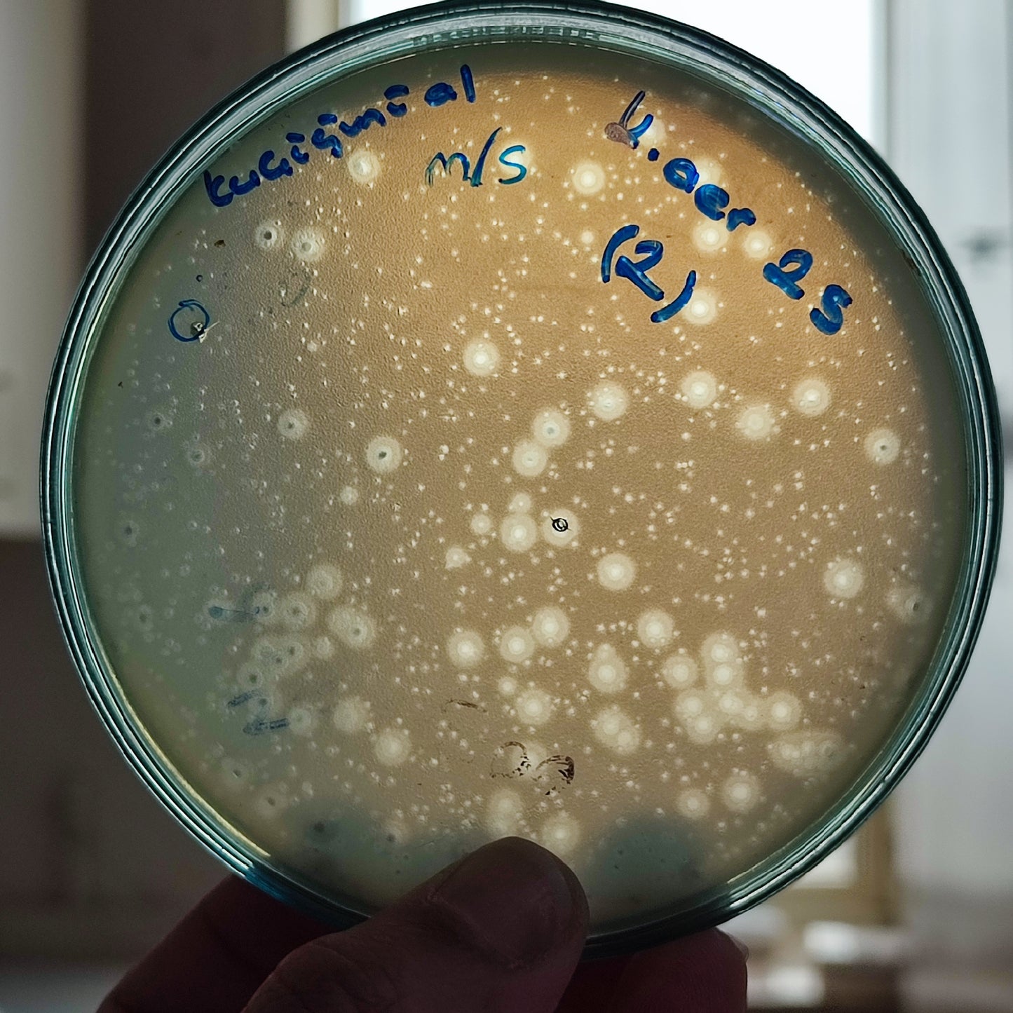 Klebsiella aerogenes bacteriophage 188025D