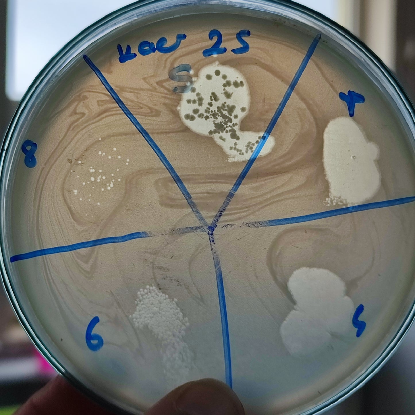 Klebsiella aerogenes bacteriophage 188025D