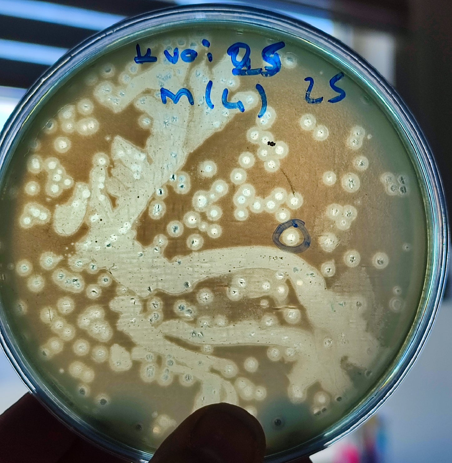 Klebsiella aerogenes bacteriophage 188025E
