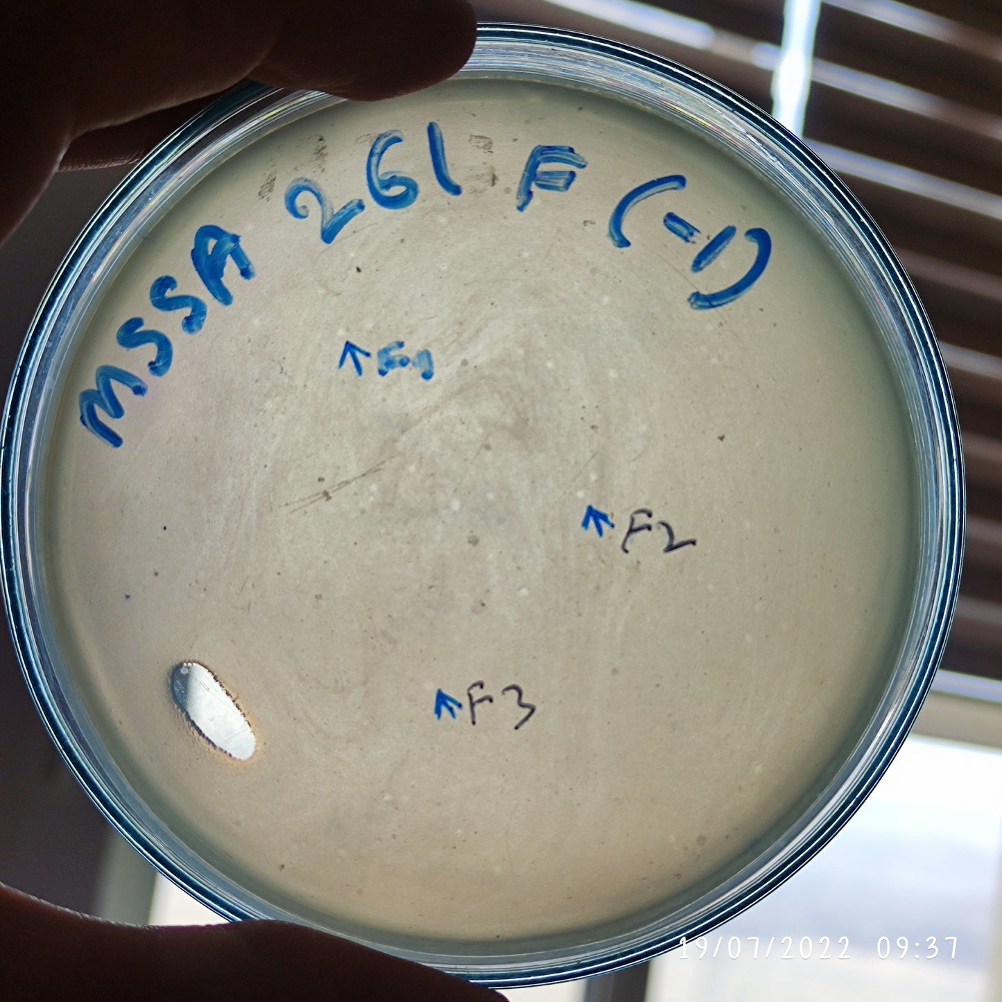 Staphylococcus aureus bacteriophage 152261F