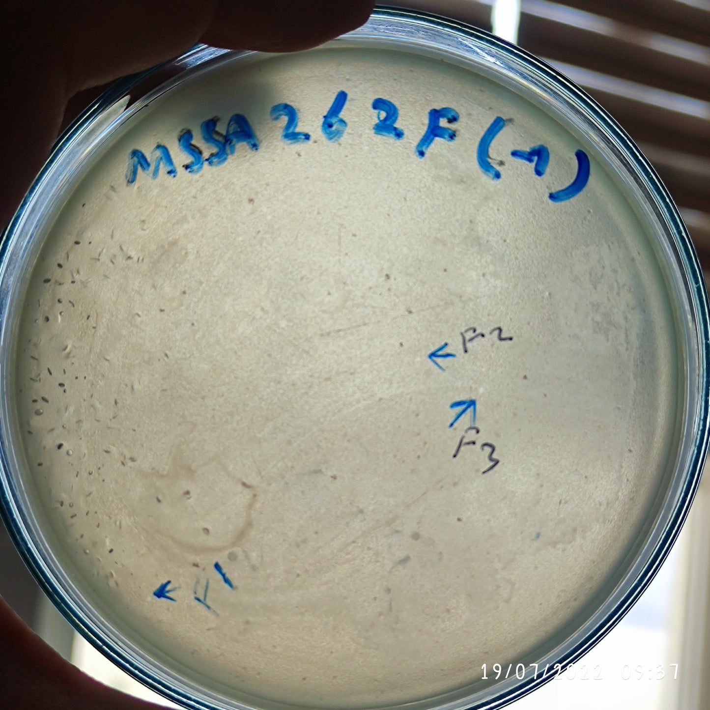 Staphylococcus aureus bacteriophage 152262F