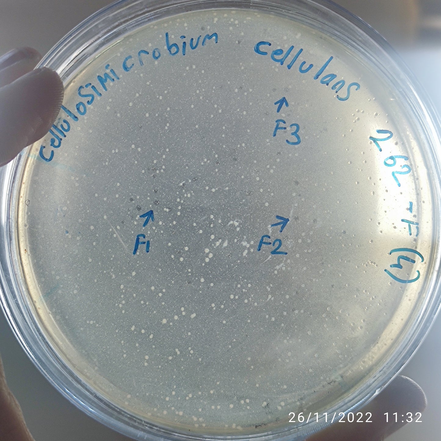 Cellulosimicrobium cellulans bacteriophage 200262F