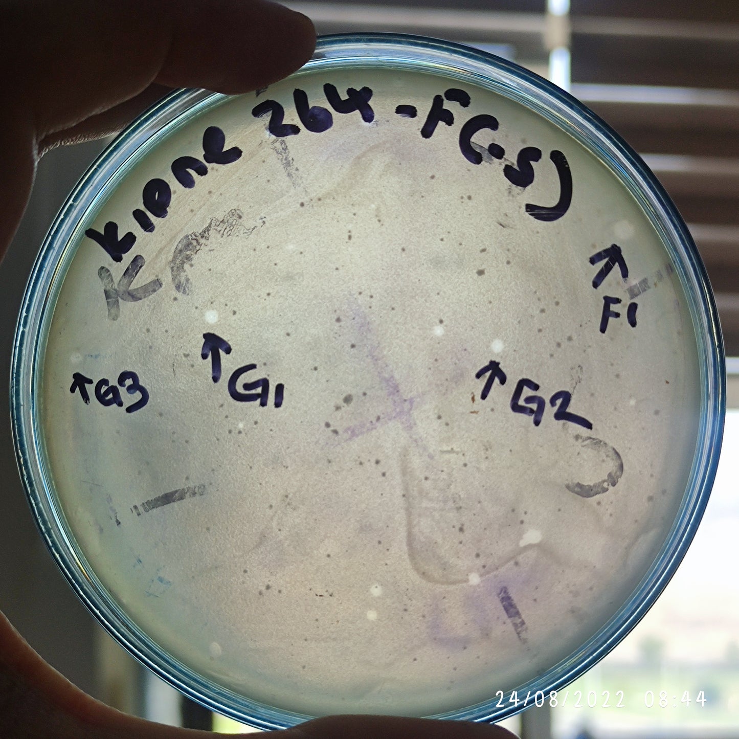 Klebsiella pneumoniae bacteriophage 180264F