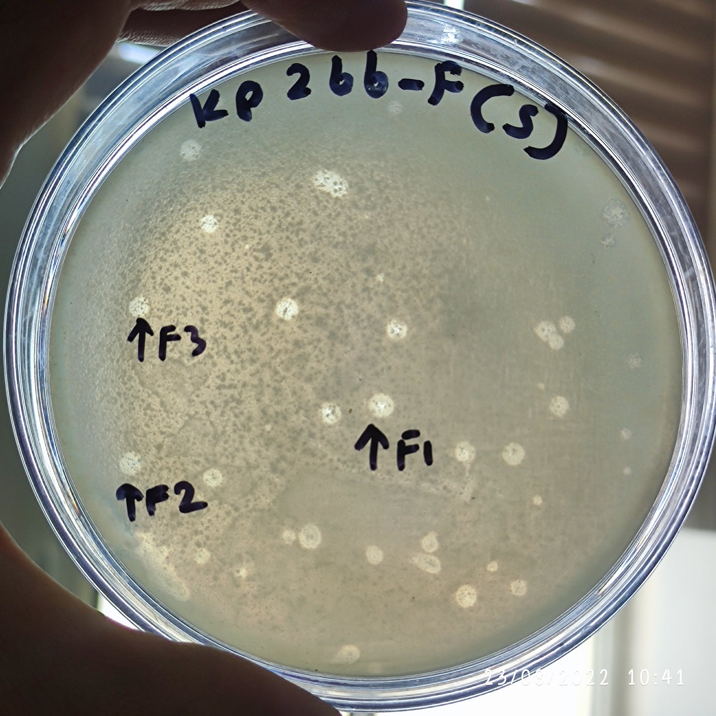 Klebsiella pneumoniae bacteriophage 180266F