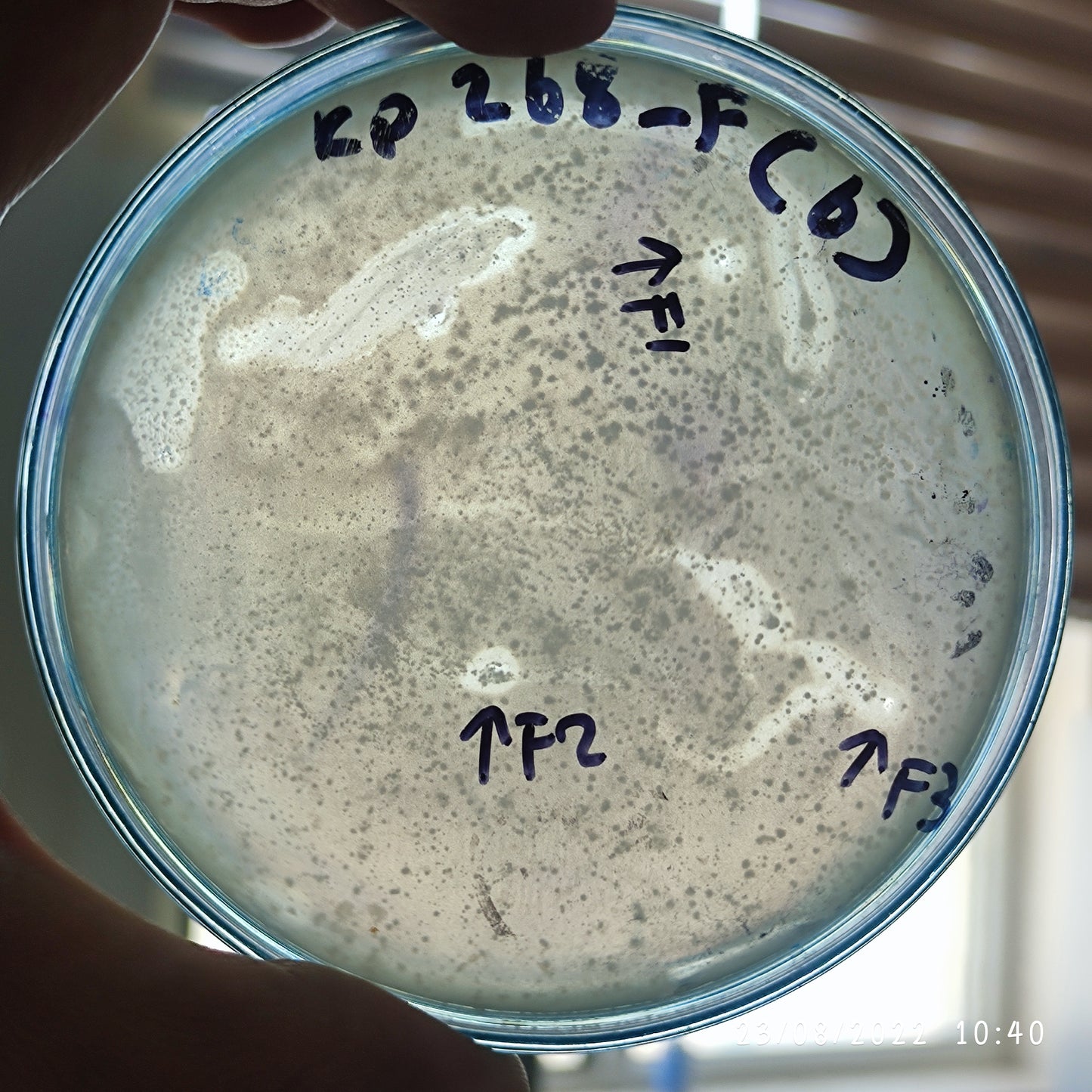 Klebsiella pneumoniae bacteriophage 180268F