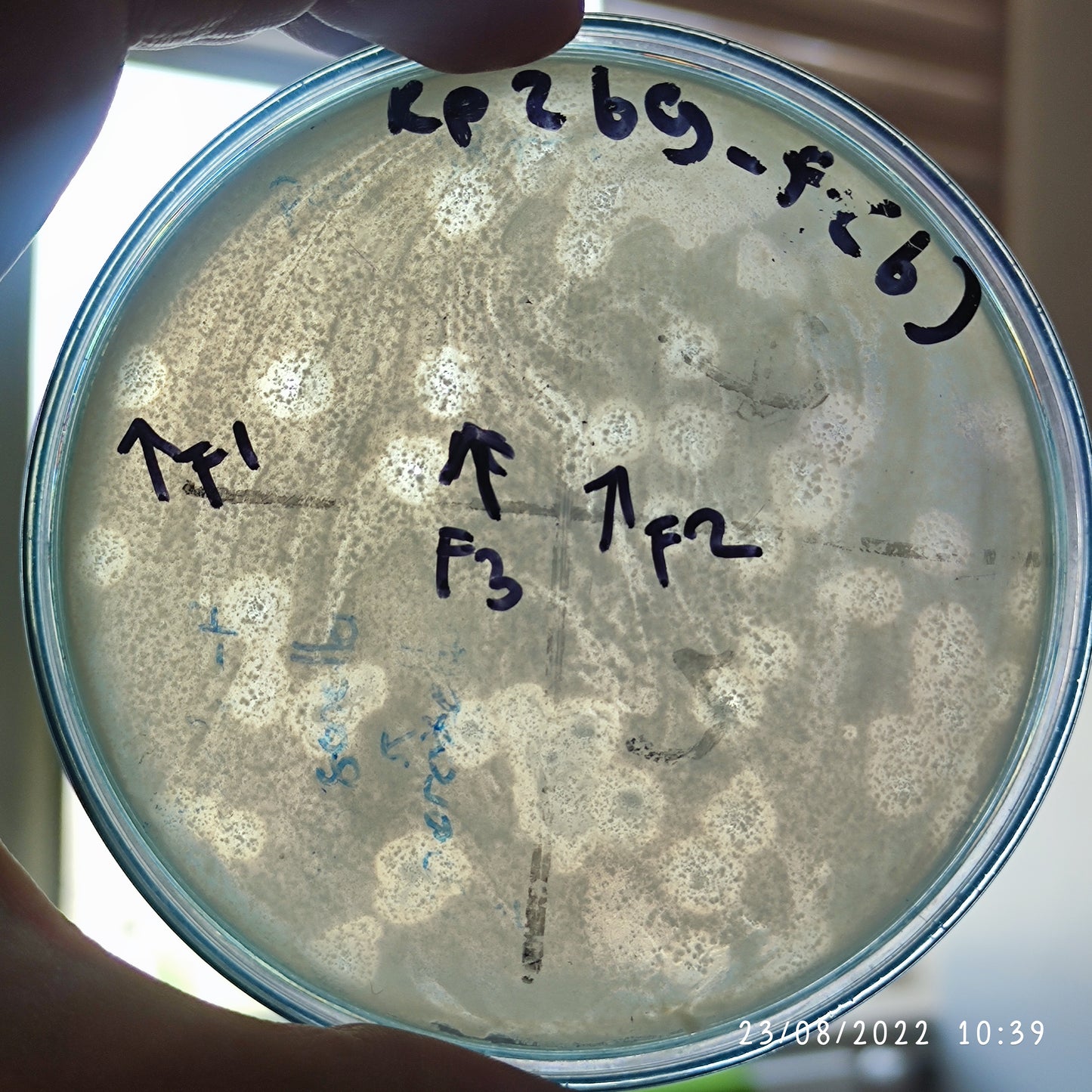 Klebsiella pneumoniae bacteriophage 180269F