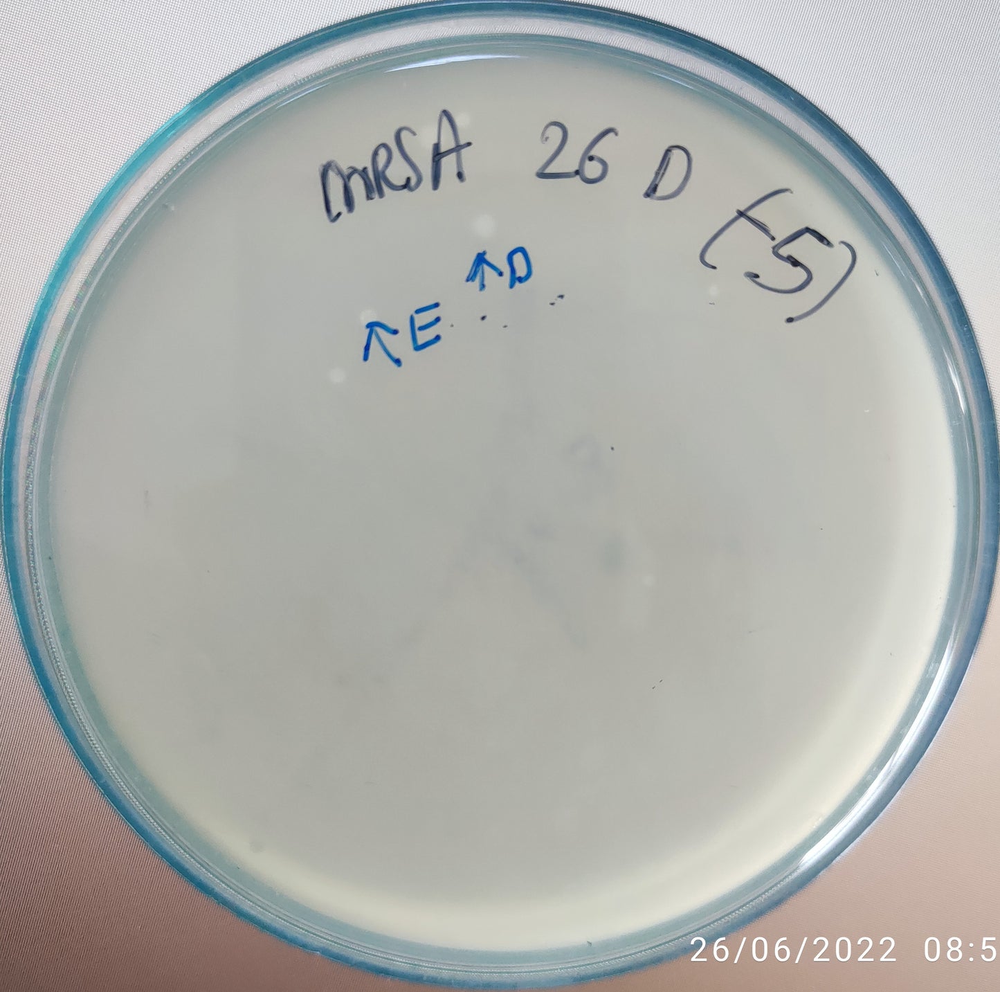 Staphylococcus aureus bacteriophage 150026D