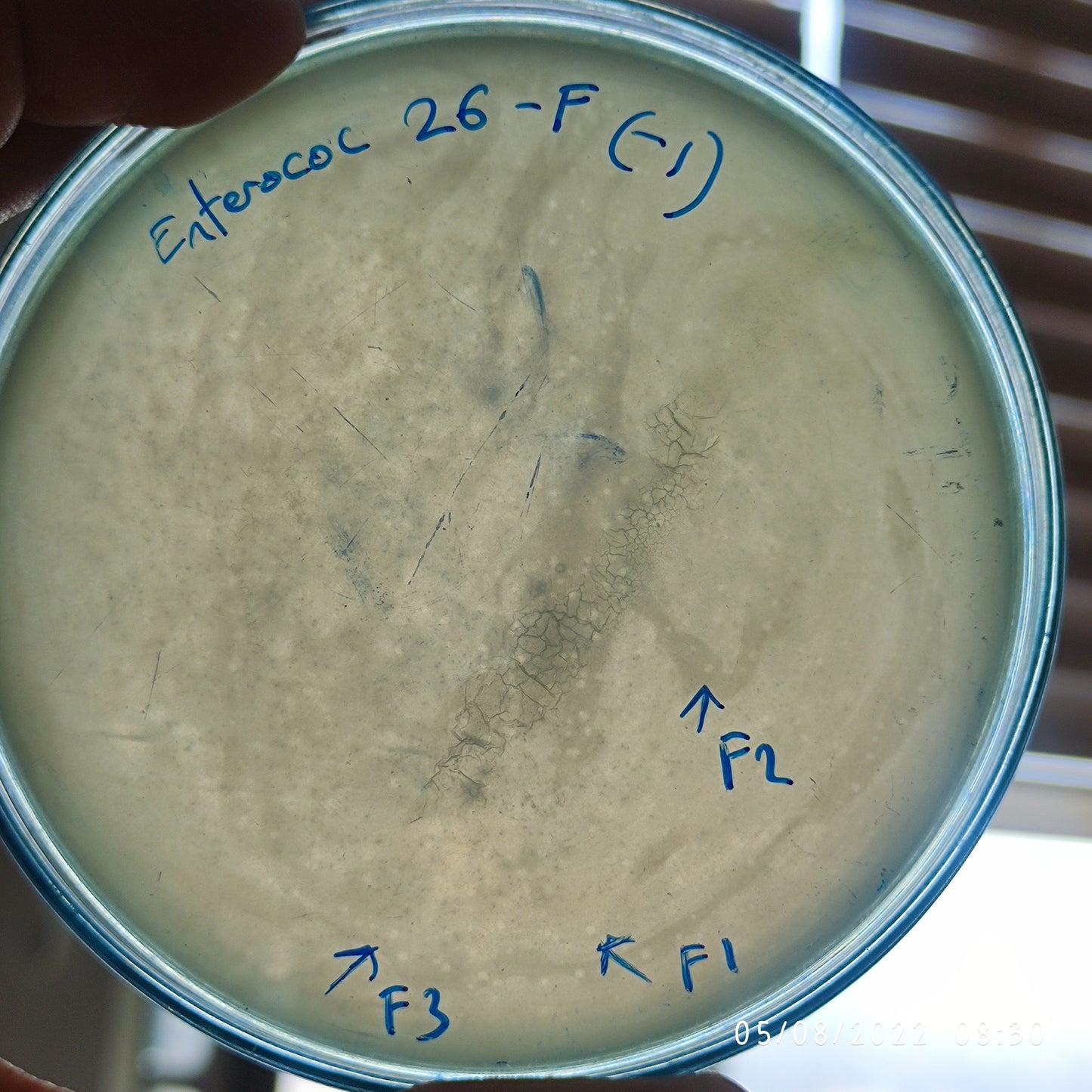 Enterococcus xiangfangensis bacteriophage 110026F