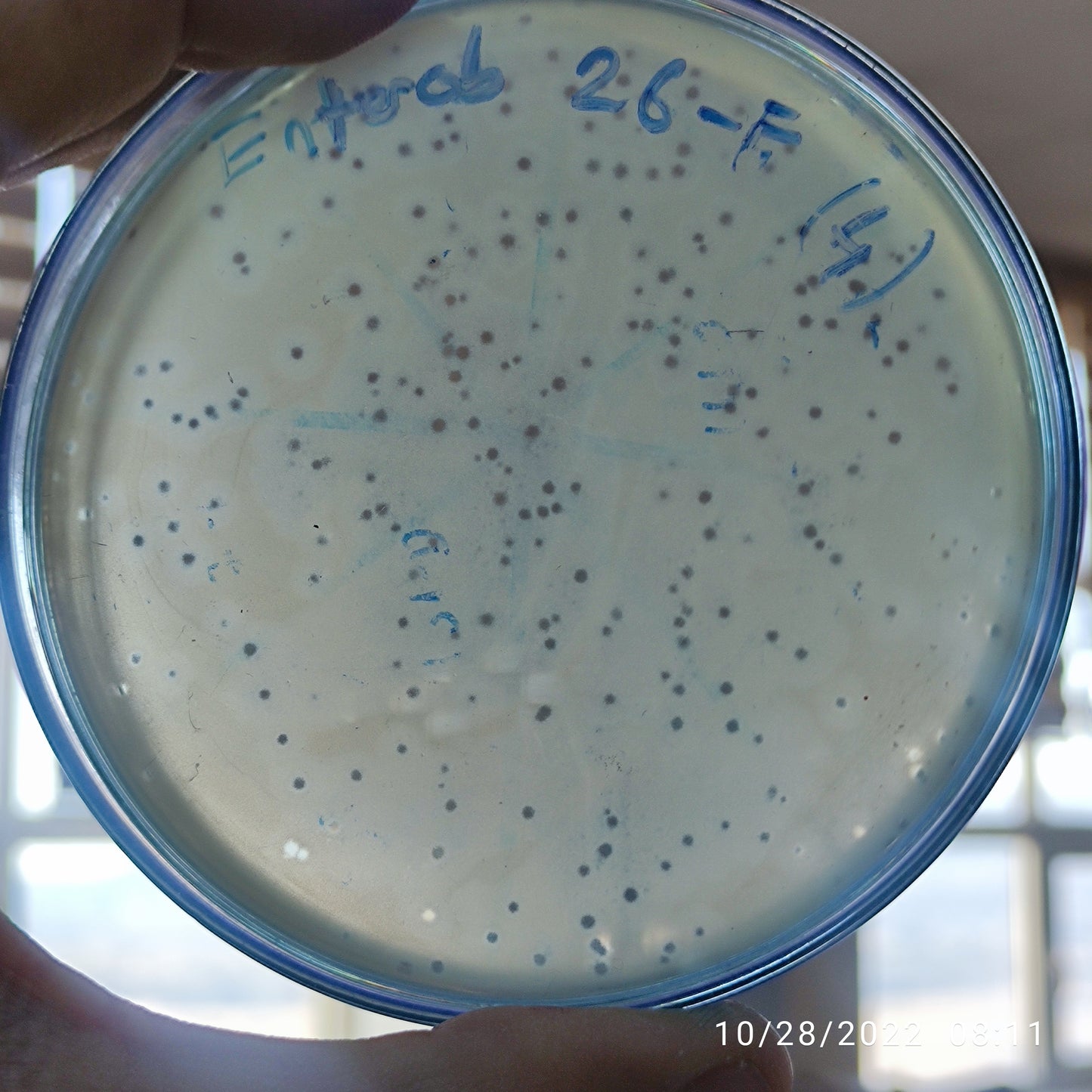 Enterobacter asburiae bacteriophage 200026F