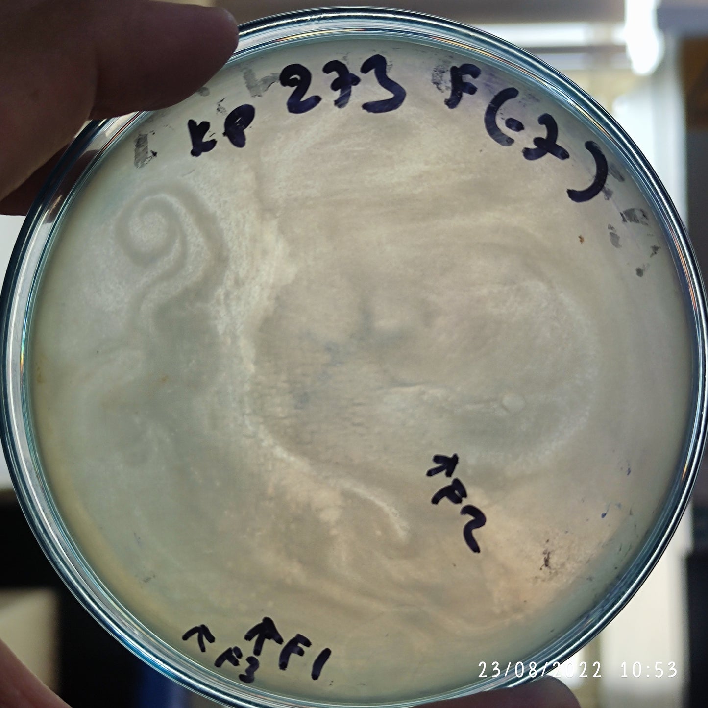 Klebsiella pneumoniae bacteriophage 180273F