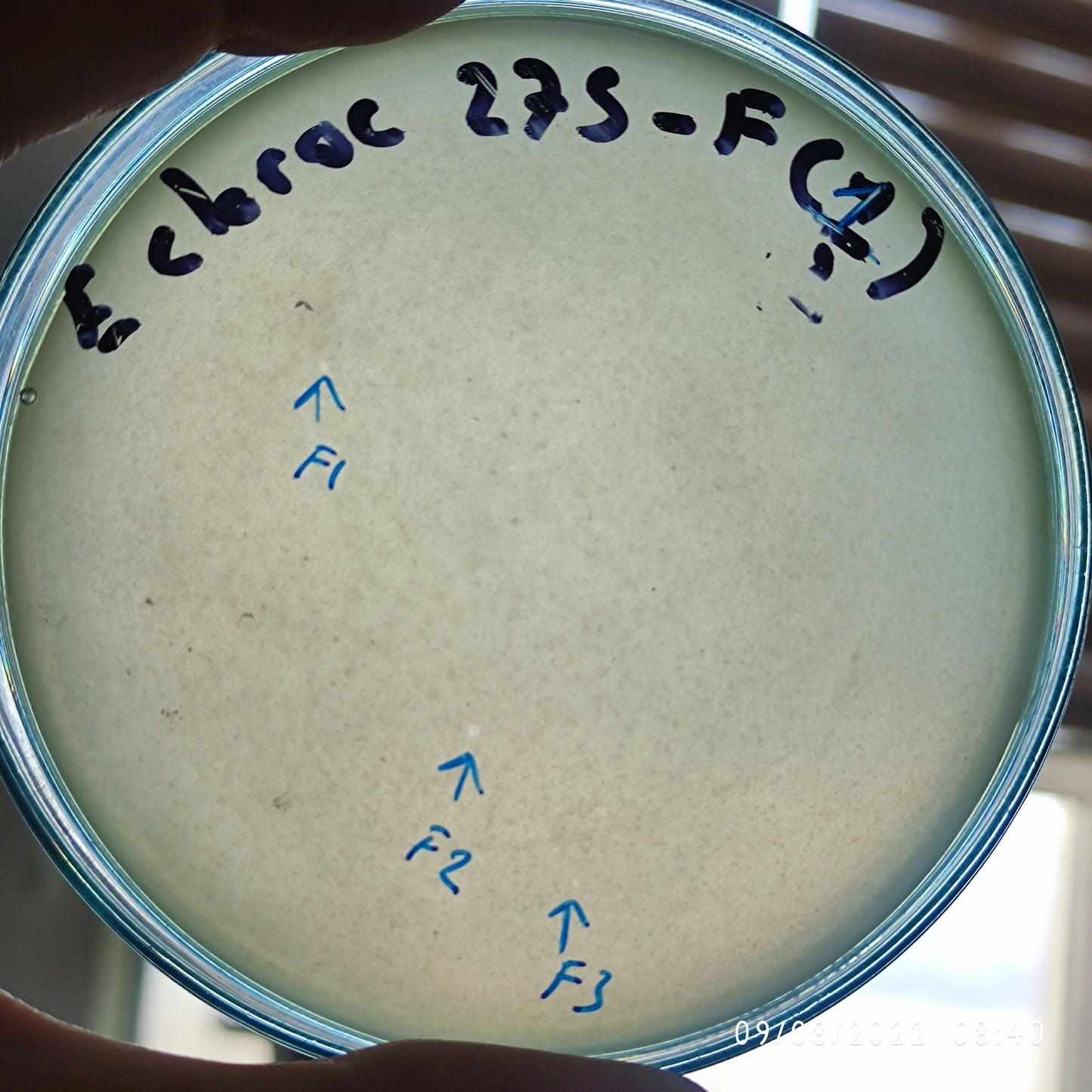 Enterobacter cloacae bacteriophage 200275F