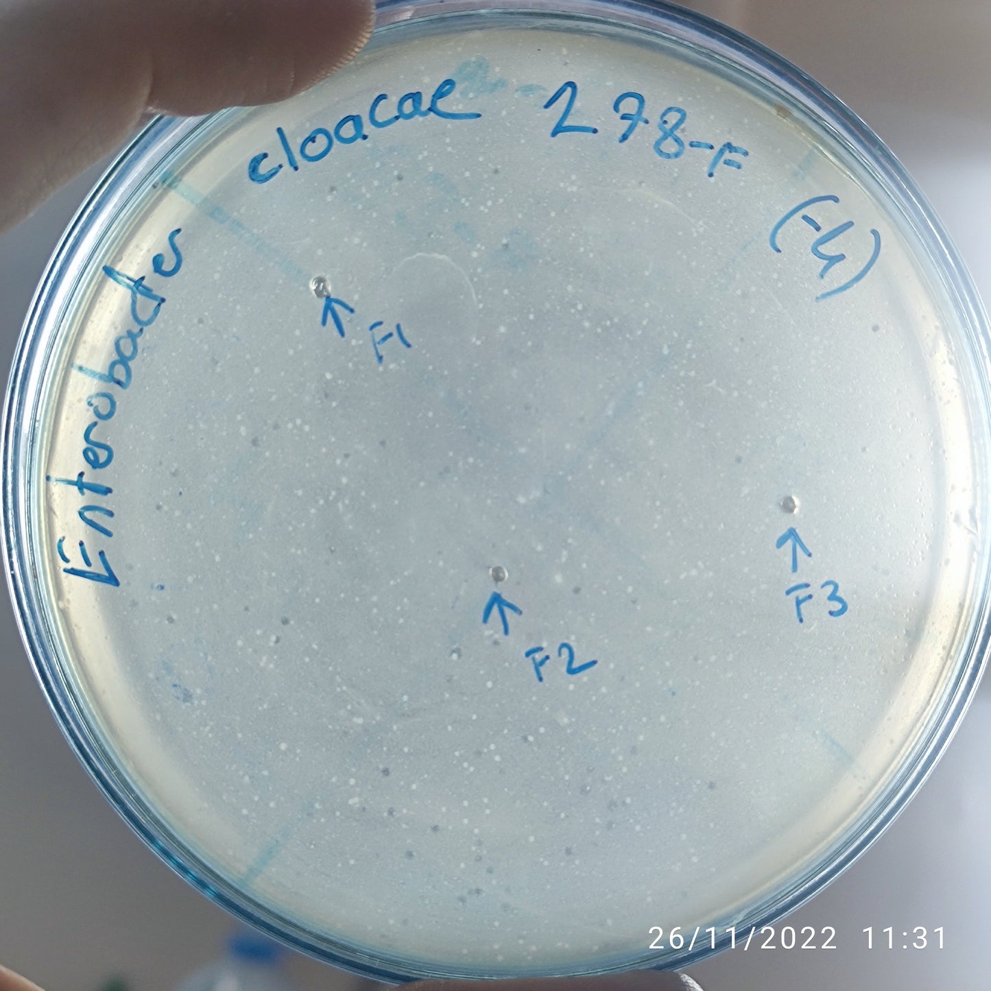 Enterobacter cloacae bacteriophage 200278F
