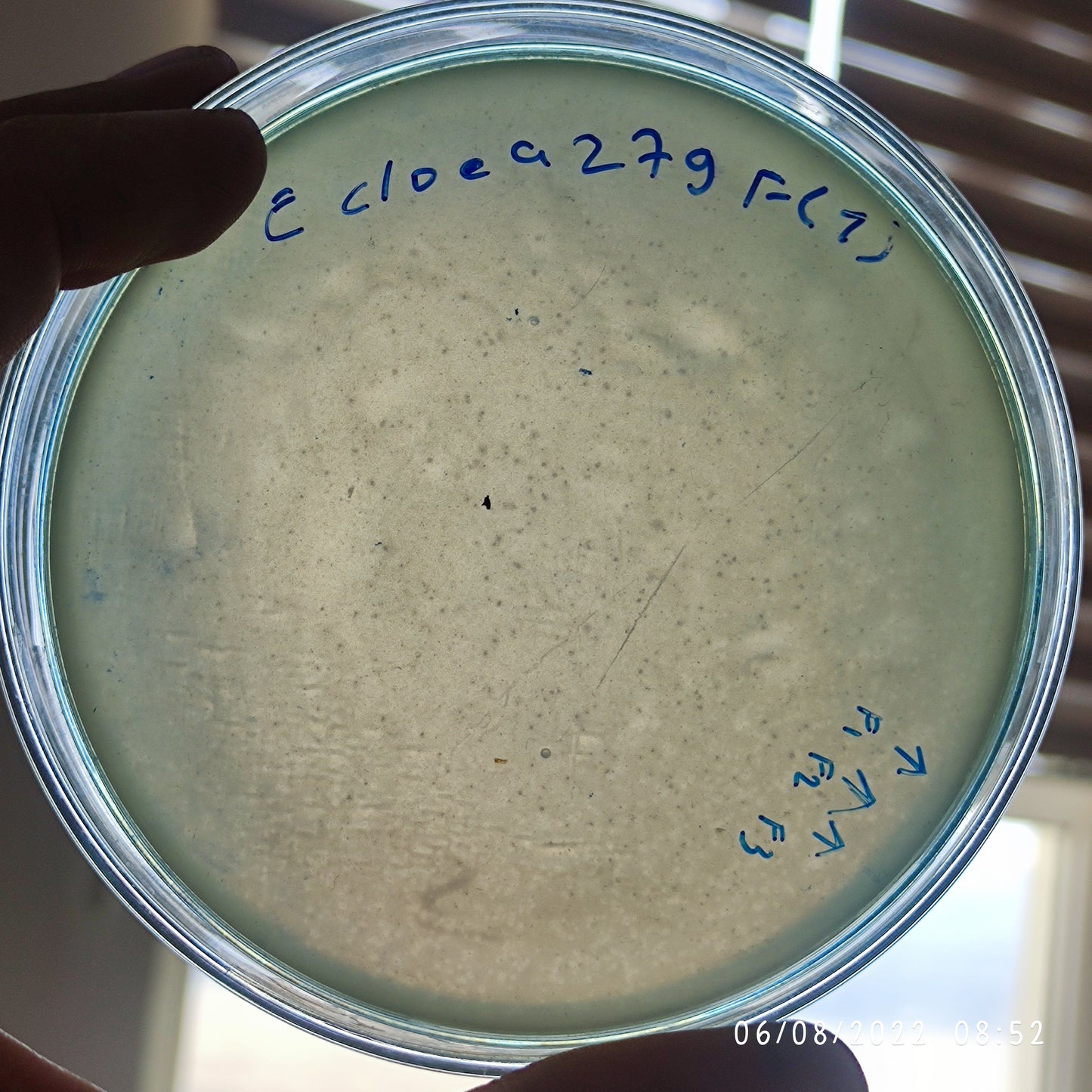 Enterobacter cloacae bacteriophage 200279F