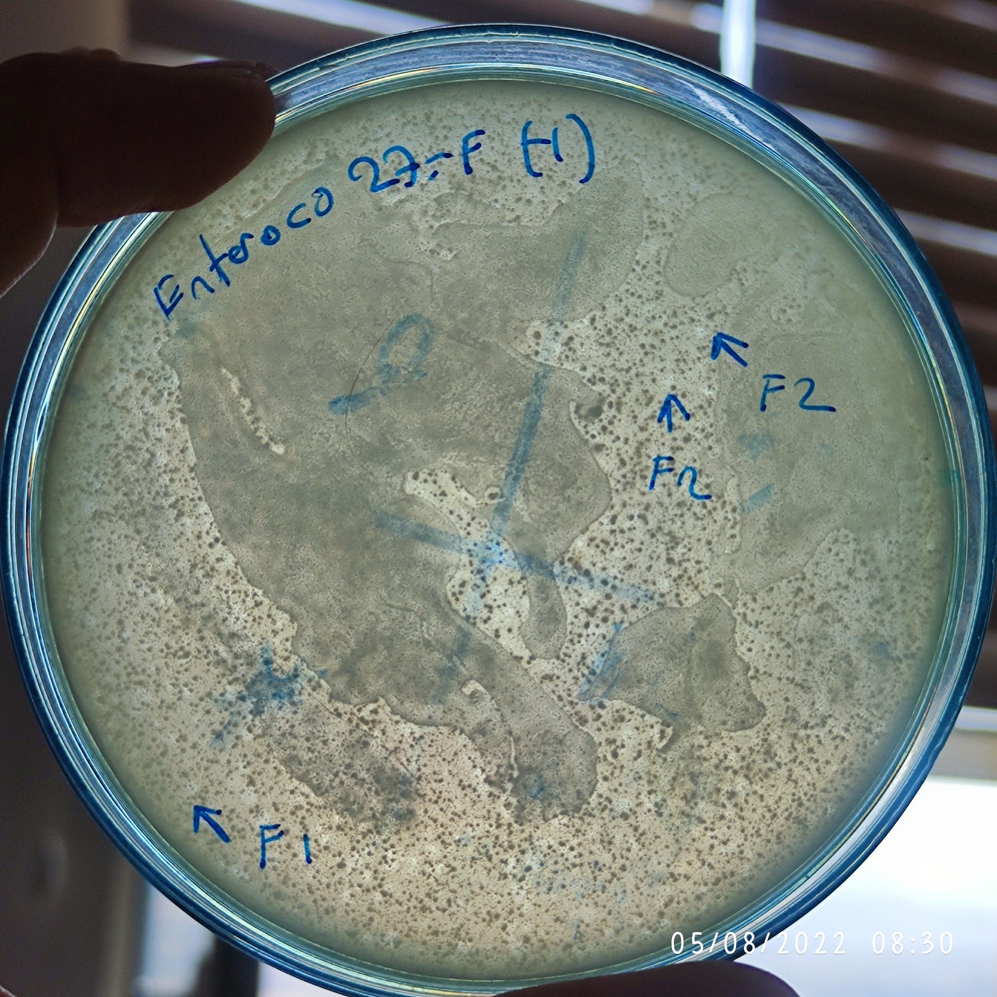 Enterococcus faecium bacteriophage 110027F