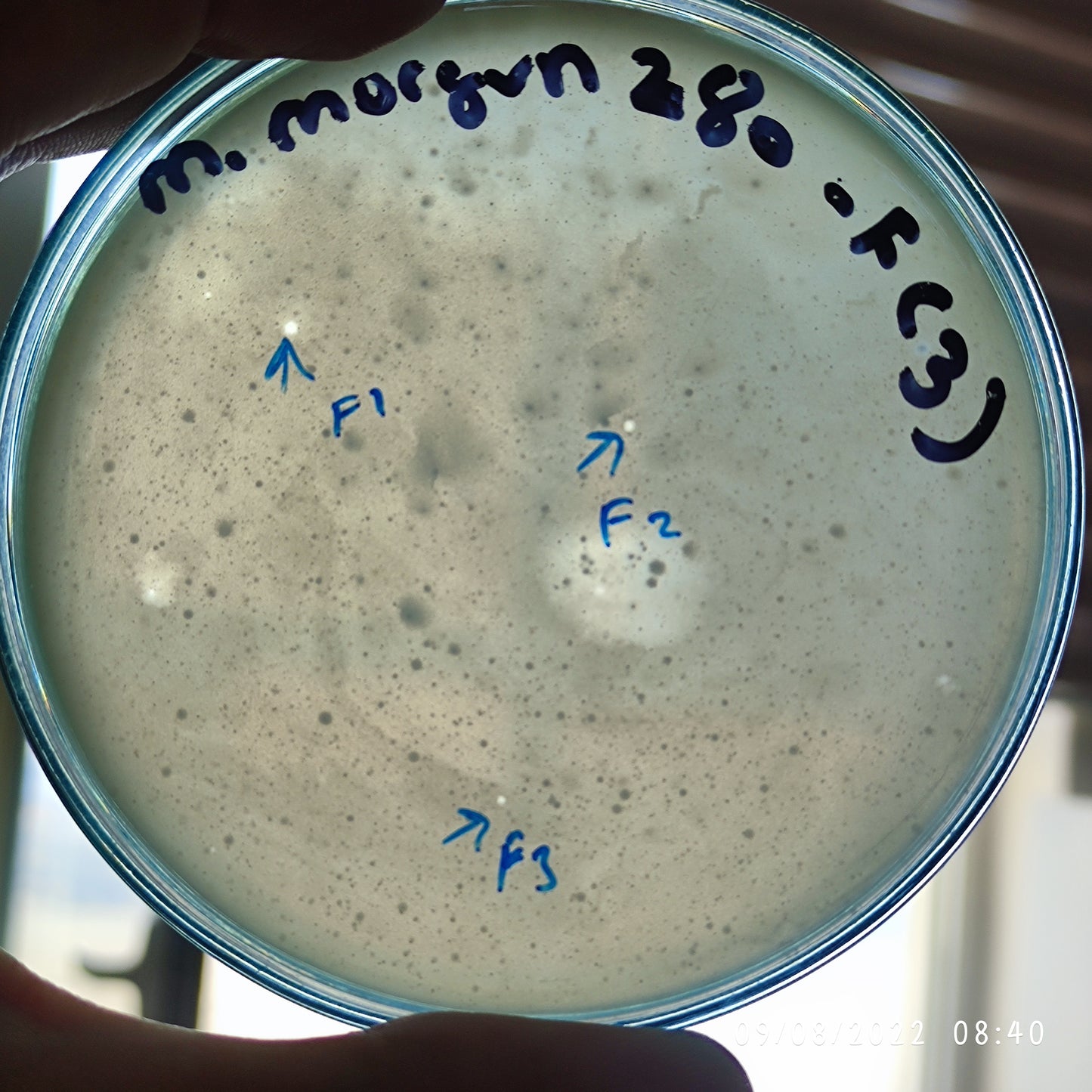 Morganella morganii bacteriophage 200280F