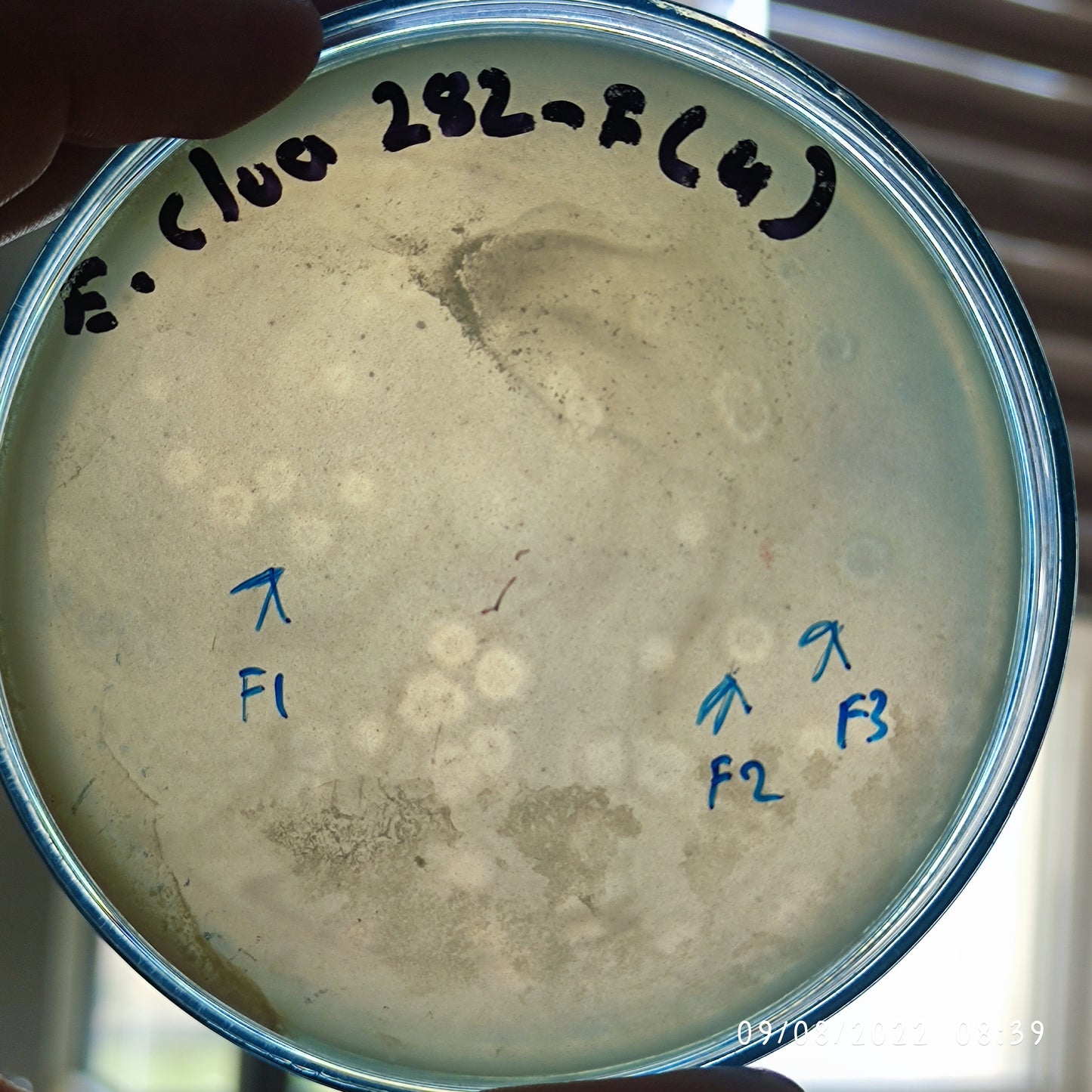 Enterobacter cloacae bacteriophage 200282F
