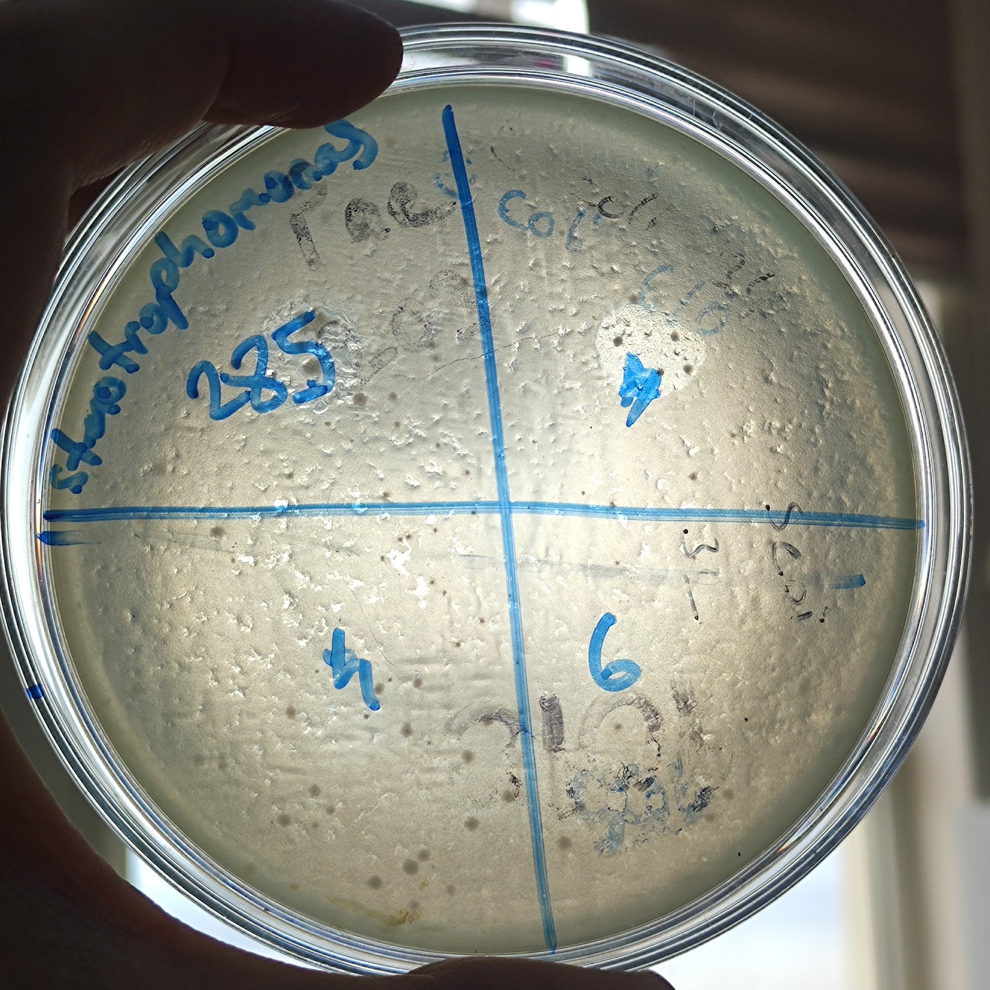 Stenotrophomonas maltophilia bacteriophage 200285D