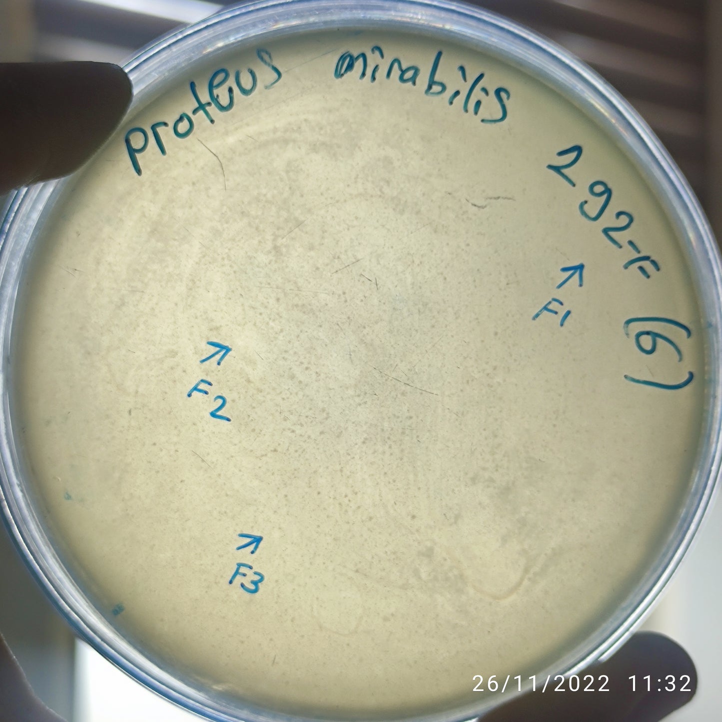 Proteus mirabilis bacteriophage 200292F